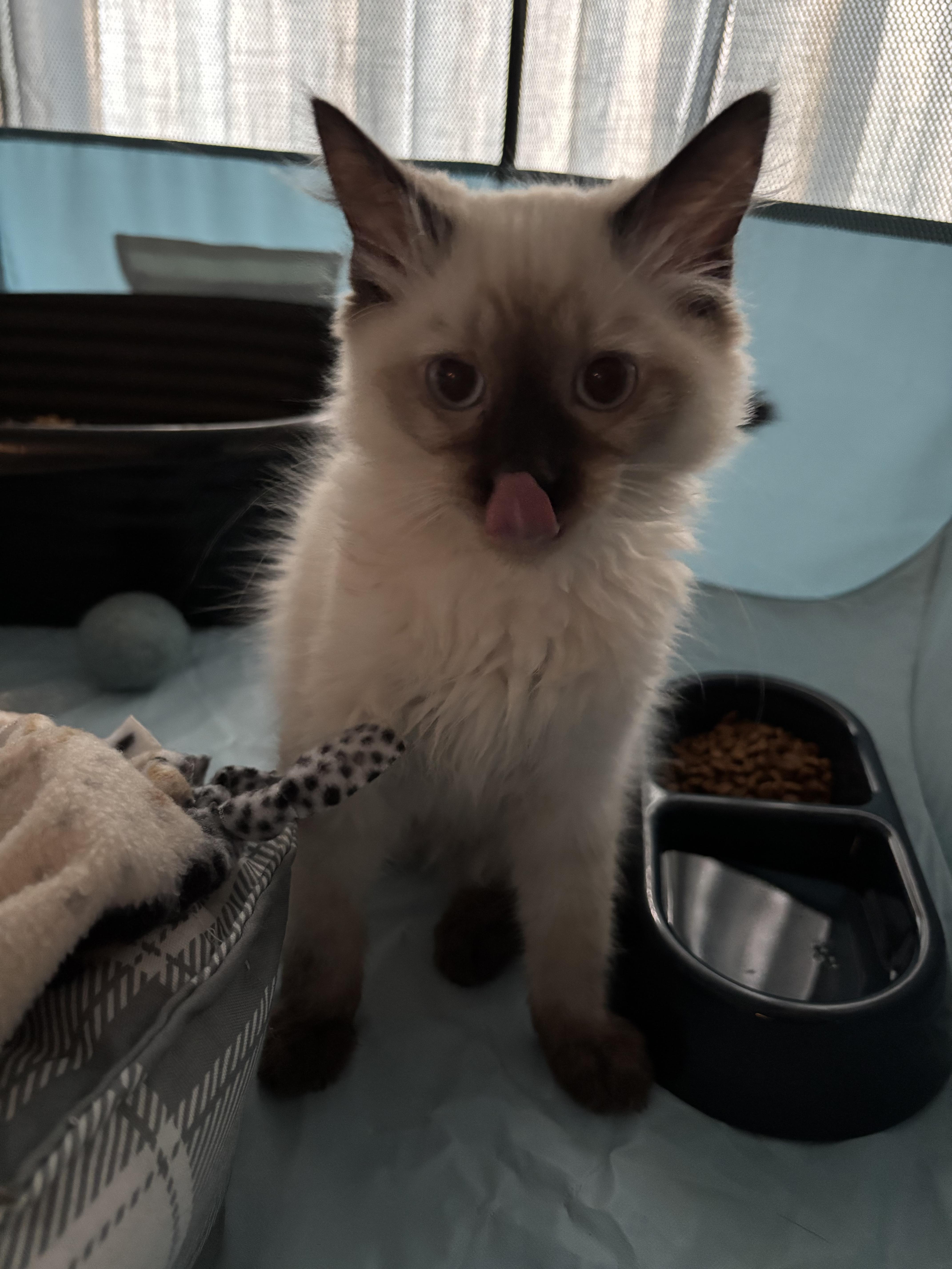 Tic-Tac — thumbnail 2