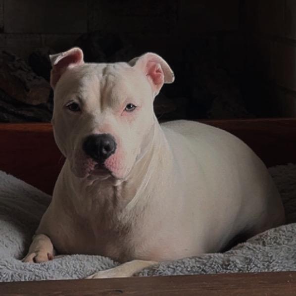 Holiday, Adoptable, Adult Female English Bulldog.