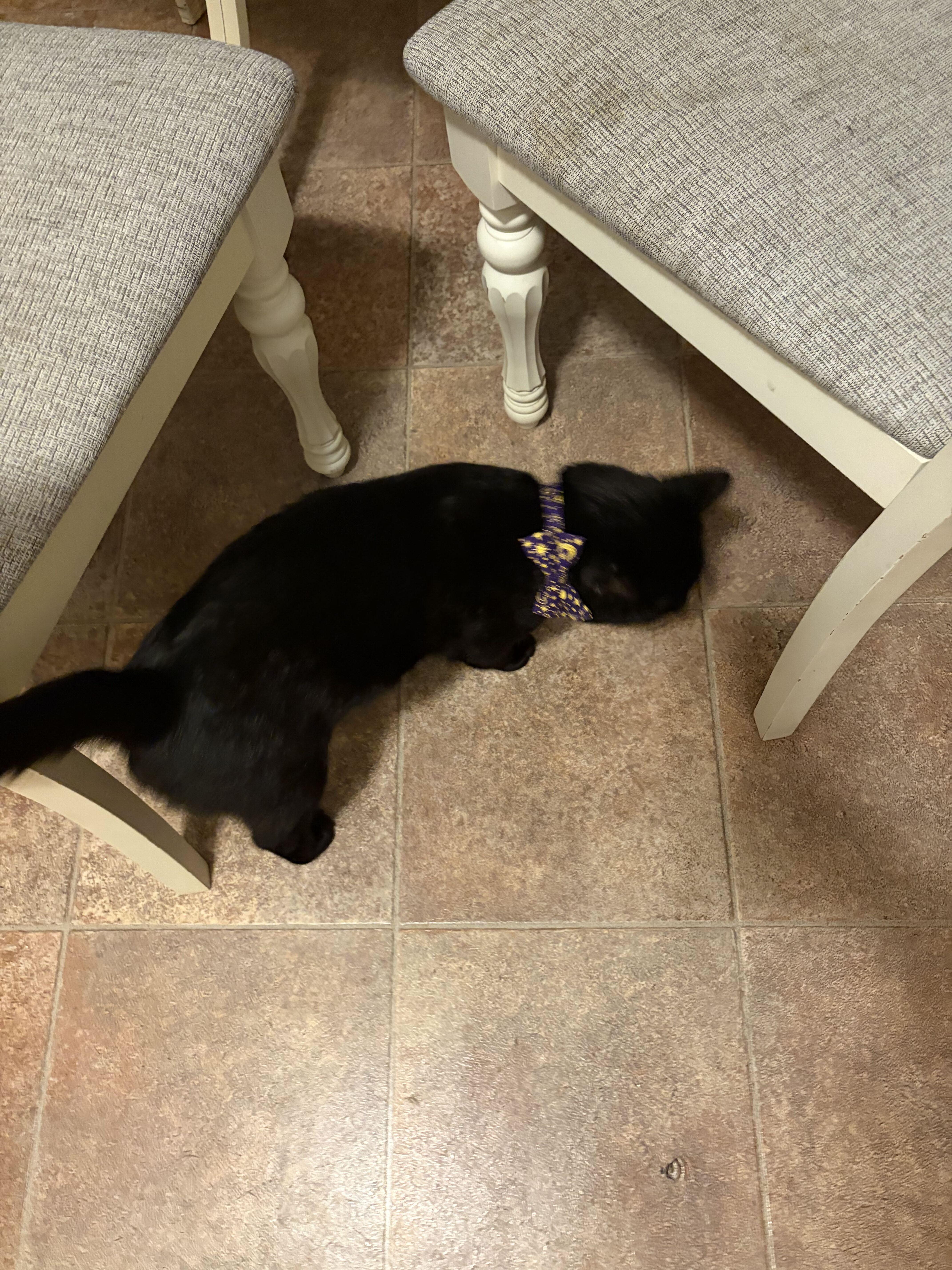 Enlarge Onyx, a Adoptable Domestic Short Hair in Waltham, MA image 3/3