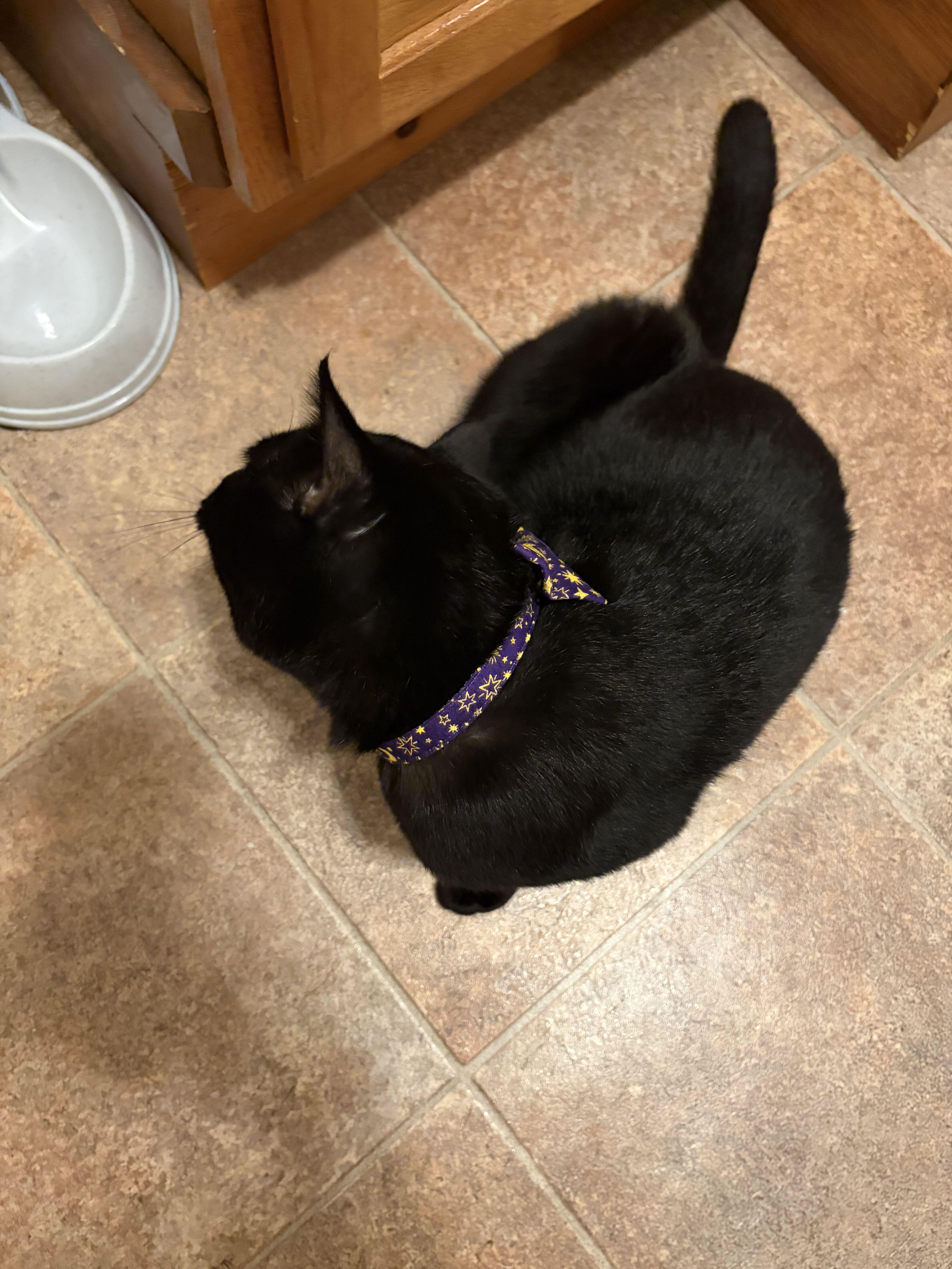 Enlarge Onyx, a Adoptable Domestic Short Hair in Waltham, MA image 2/3