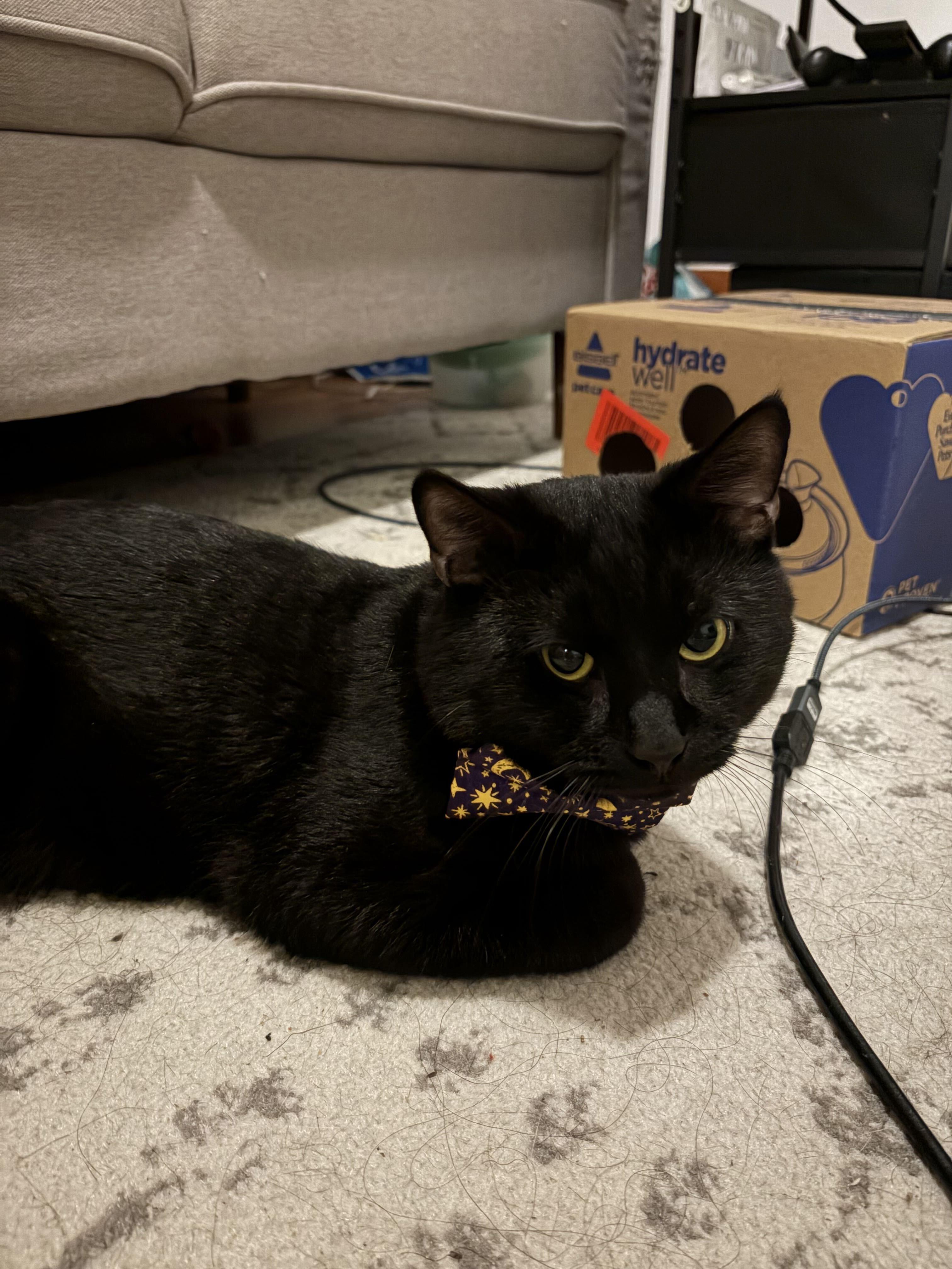 Onyx, Adoptable, Young Male Domestic Short Hair.
