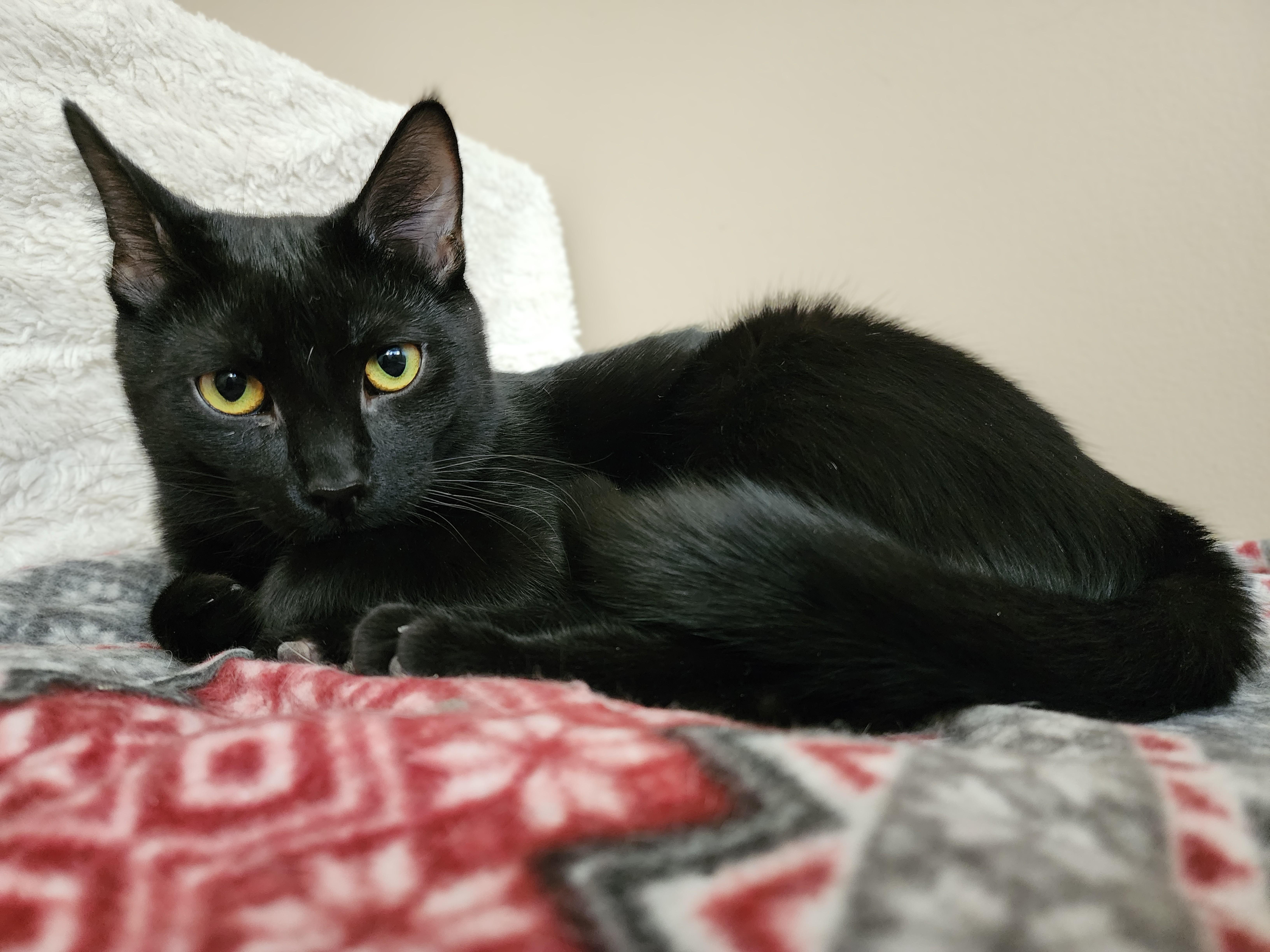 Milka, Adoptable, Kitten Male Domestic Short Hair.