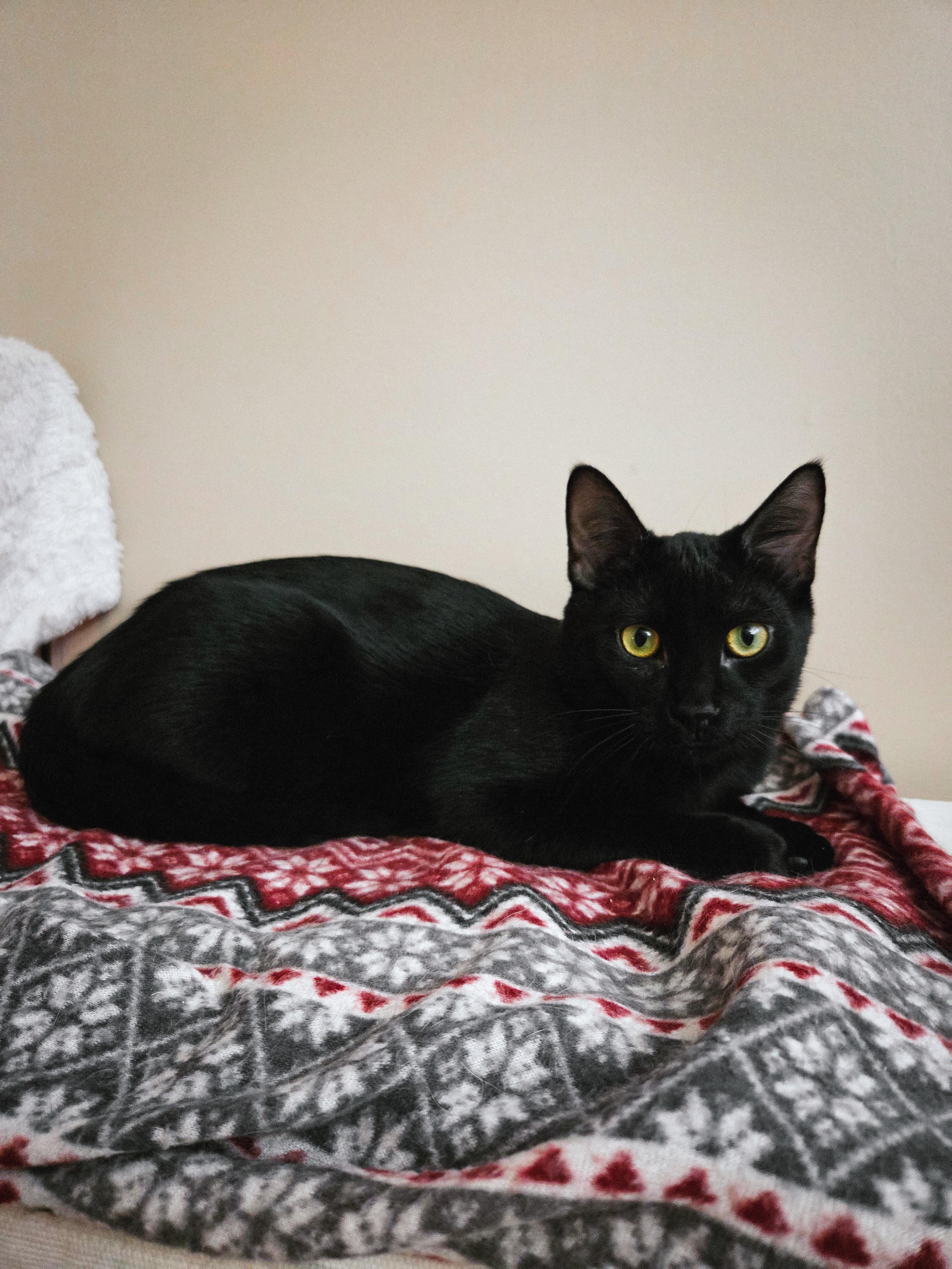 Milka, Adoptable, Kitten Male Domestic Short Hair.