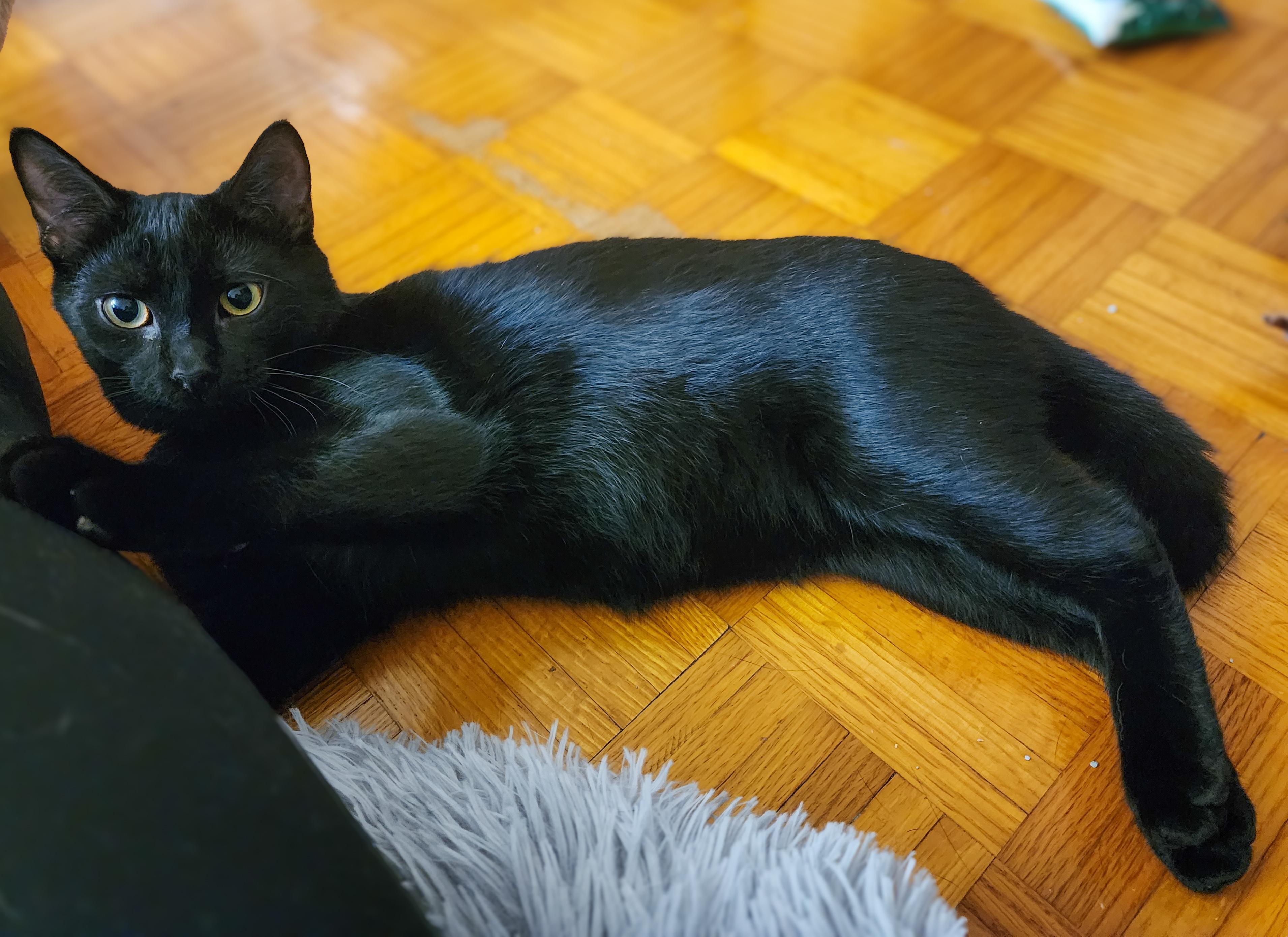 Enlarge Milka, a Adoptable Domestic Short Hair in Terrebonne, QC image 5/6