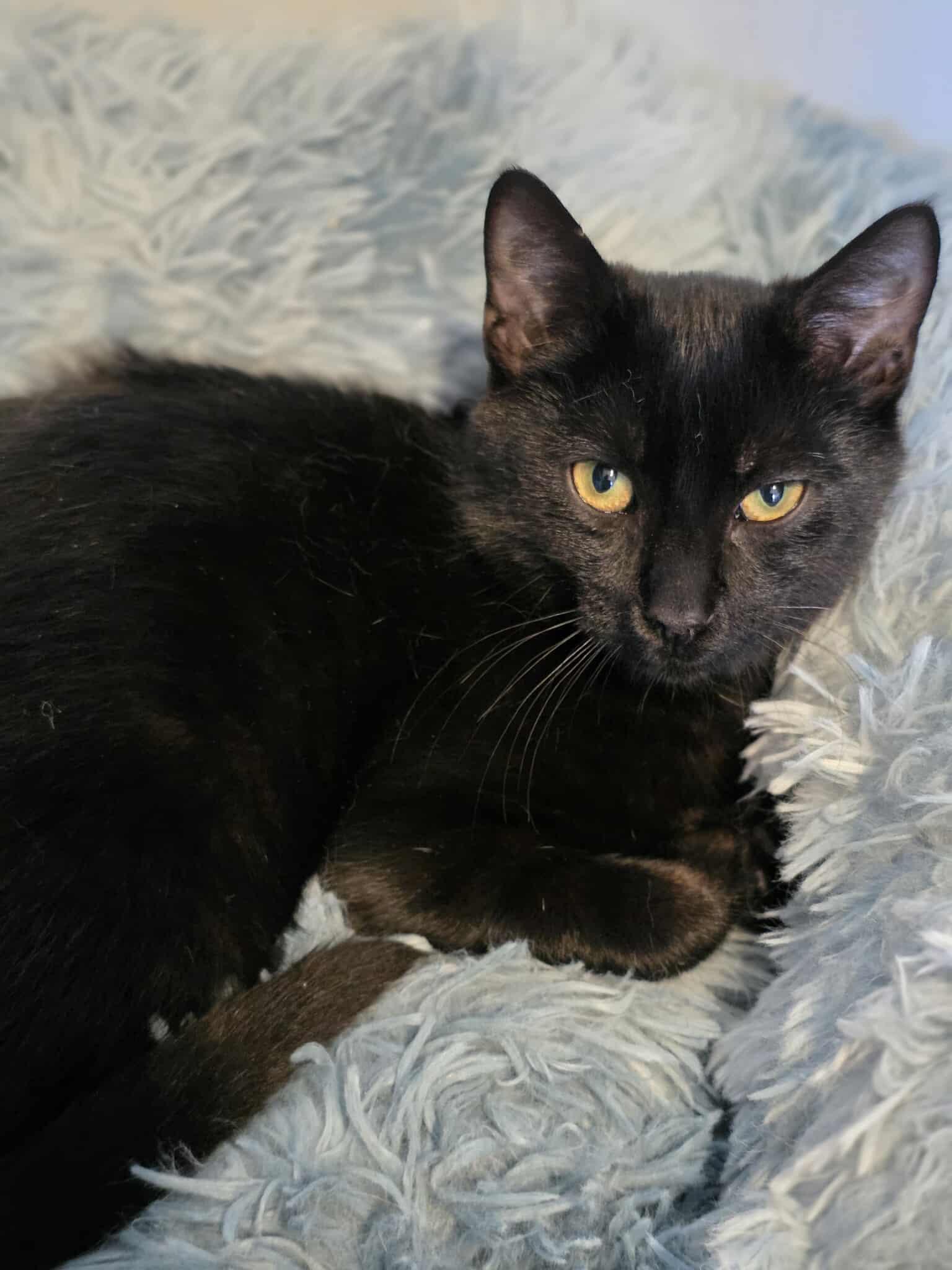 Enlarge Milka, a Adoptable Domestic Short Hair in Terrebonne, QC image 6/6
