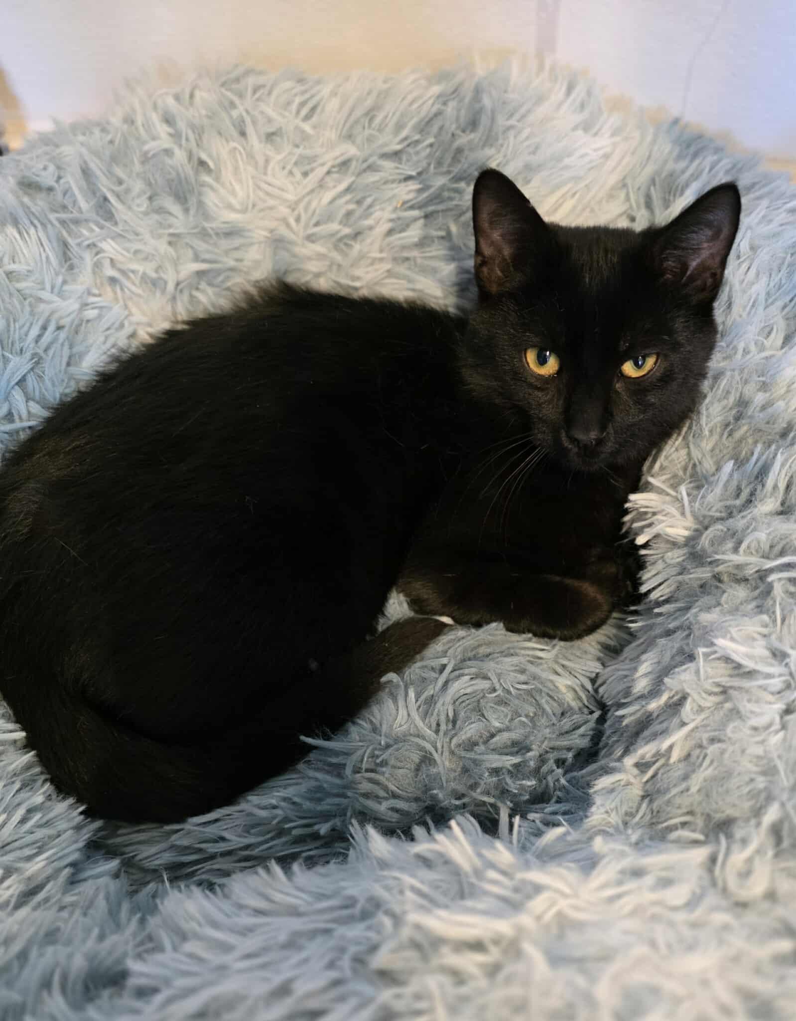Milka, Adoptable, Kitten Male Domestic Short Hair.