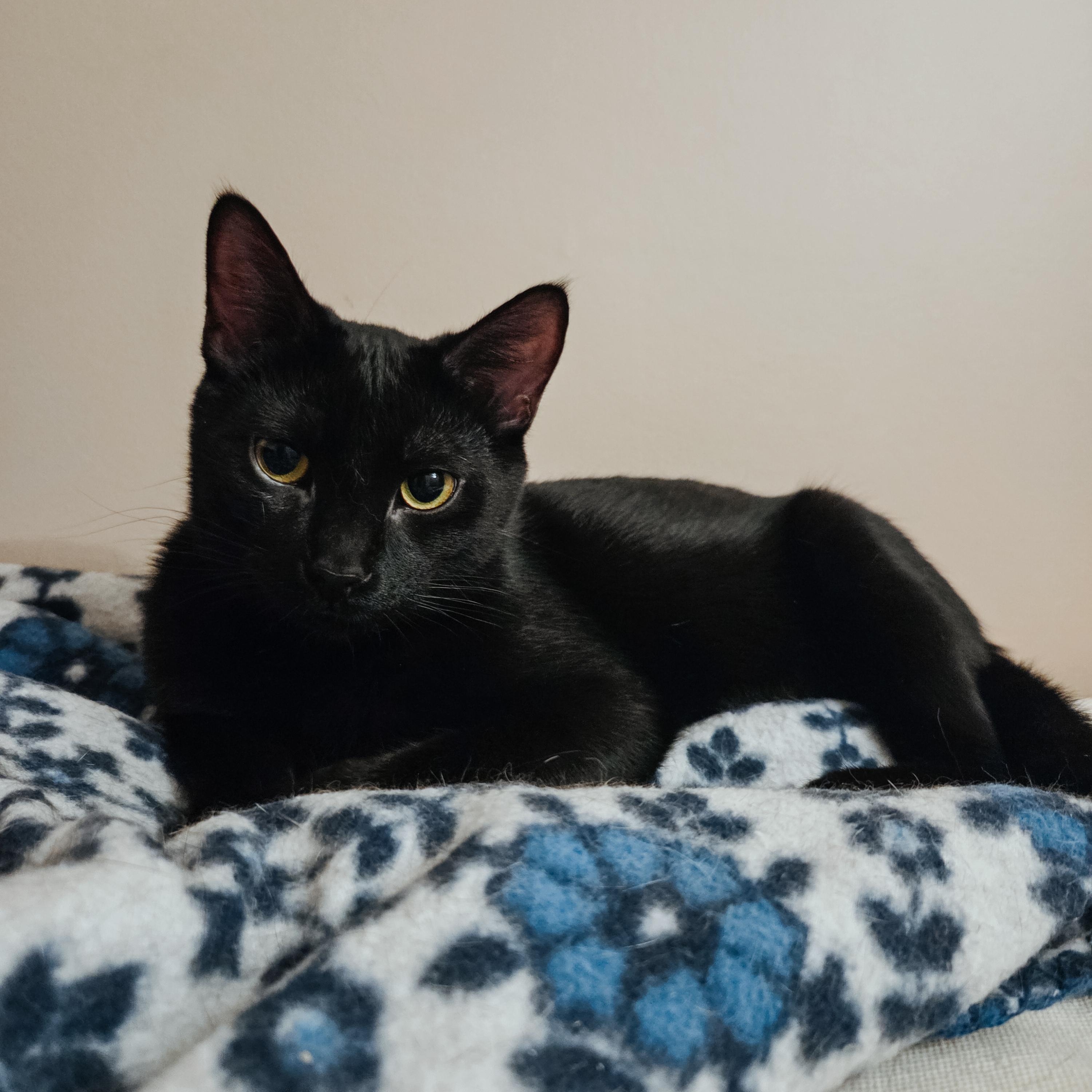 Enlarge Milka, a Adoptable Domestic Short Hair in Terrebonne, QC image 1/6