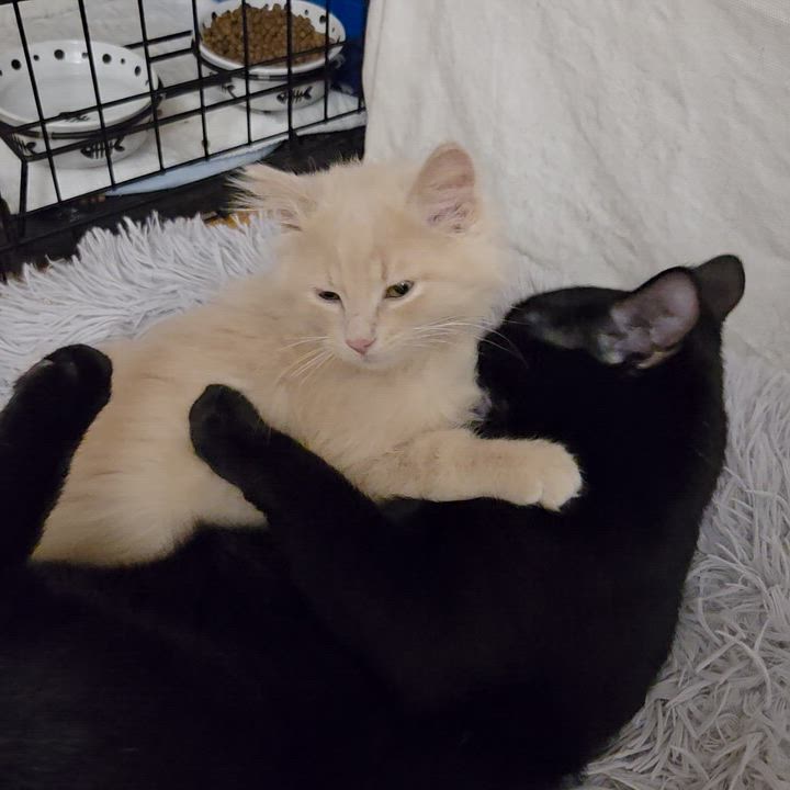 Enlarge Milka, a Adoptable Domestic Short Hair in Terrebonne, QC video 4/6