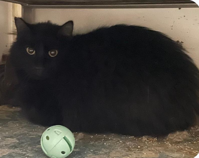 (working cat) Max, ADOPTABLE, Adult Male Domestic Long Hair.
