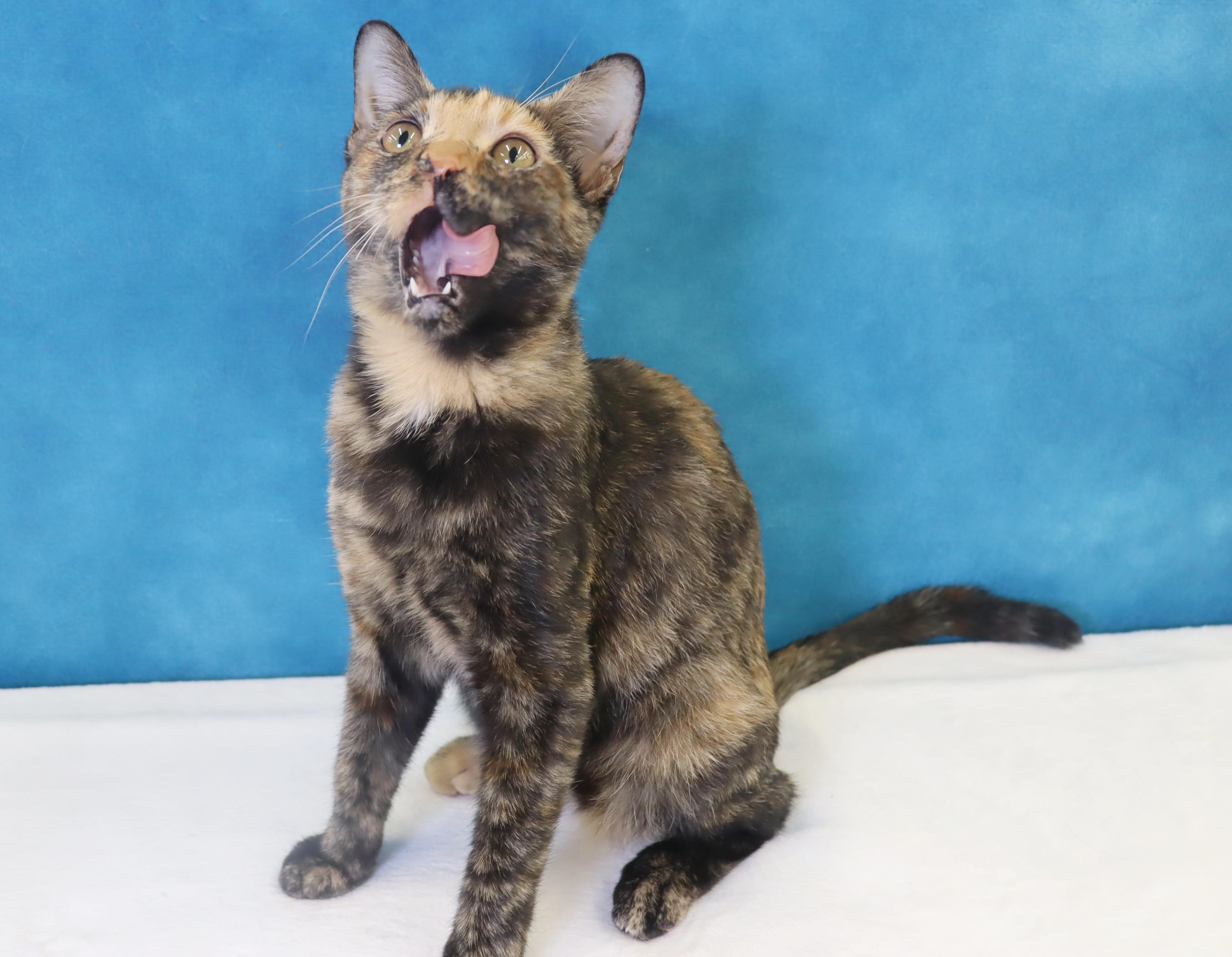 Ladybug - Beautiful Tortie!, Adoptable, Young Female Domestic Short Hair & Tortoiseshell.