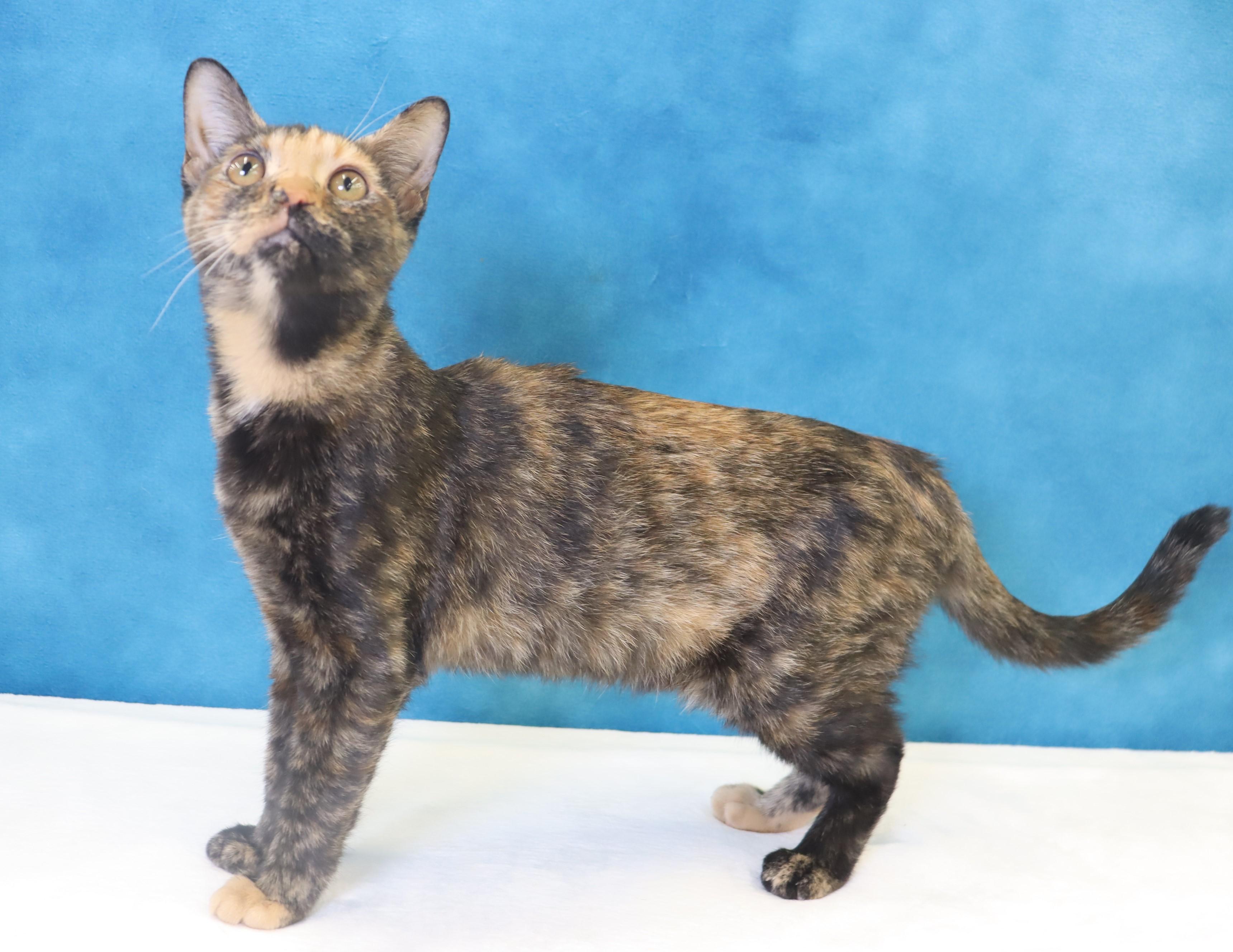 Ladybug - Beautiful Tortie!, a Adoptable mixed breed in League City, TX image 2/4