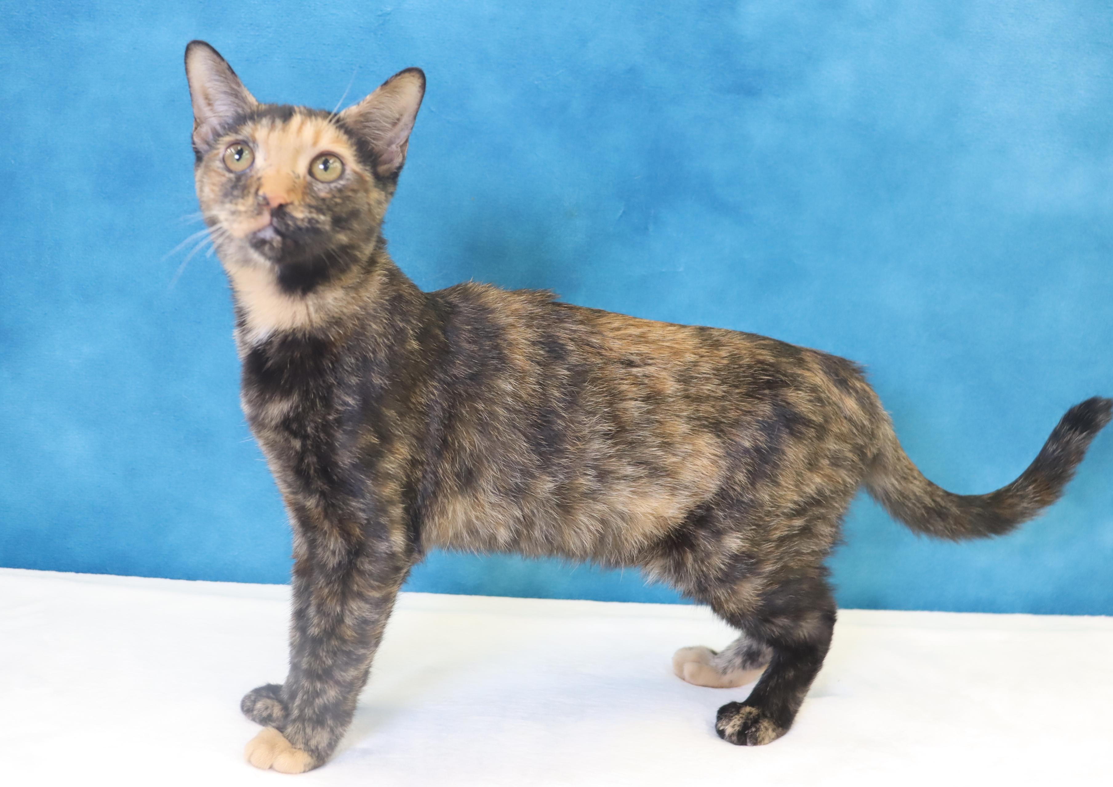 Ladybug - Beautiful Tortie!