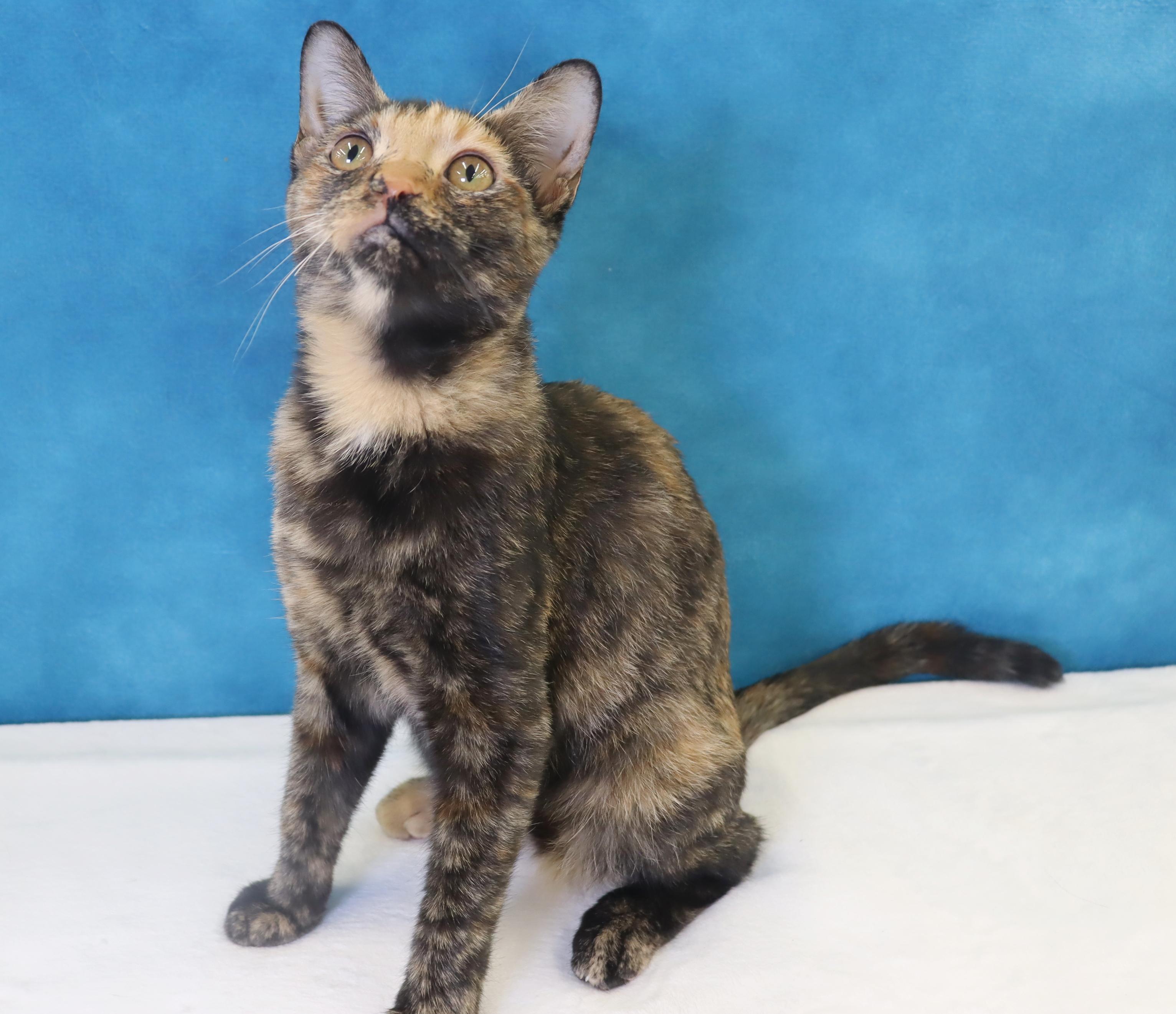 Ladybug - Beautiful Tortie!