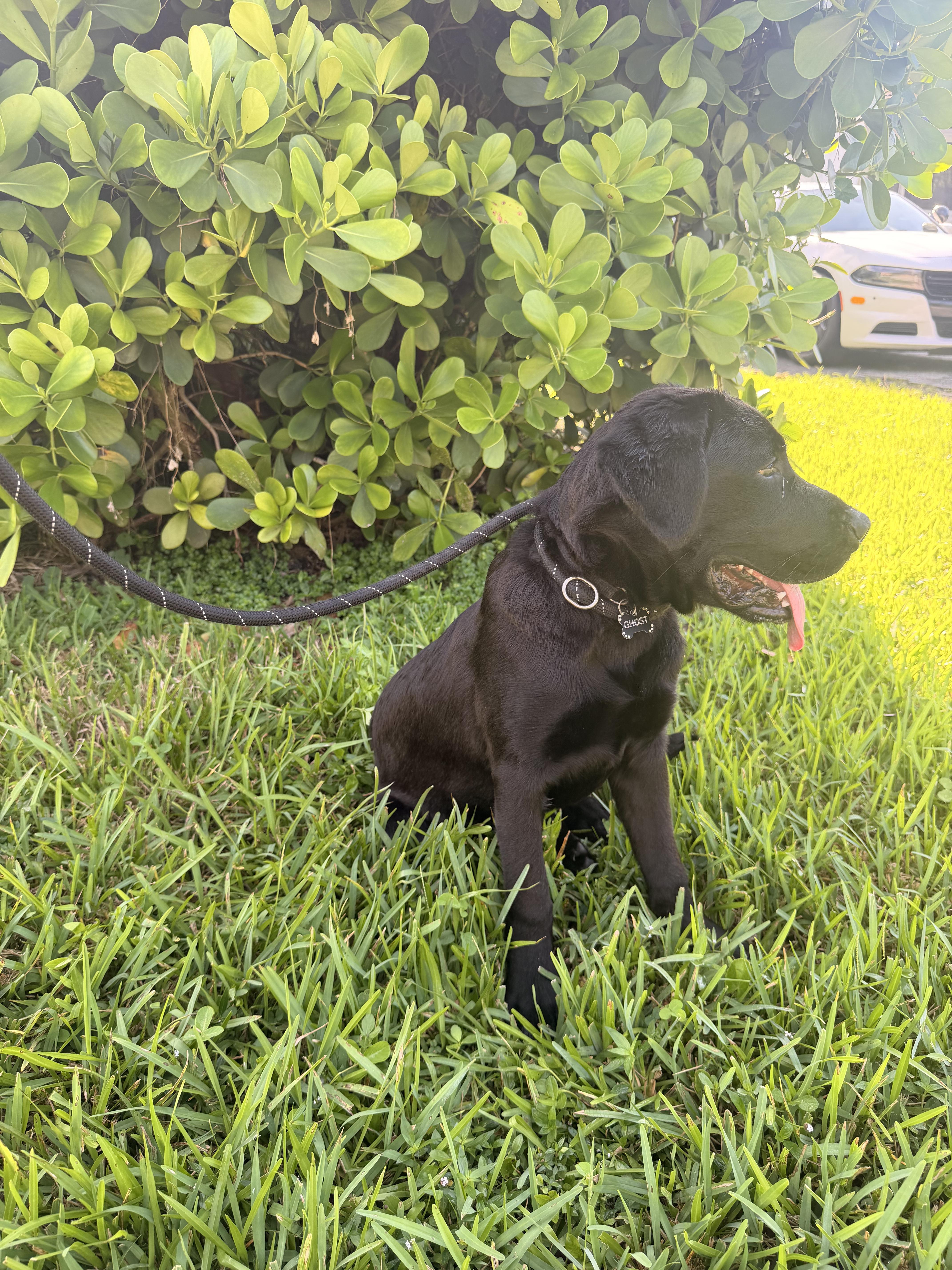 Enlarge Romeo, a ADOPTABLE Black Labrador Retriever in North Miami, FL image 5/6