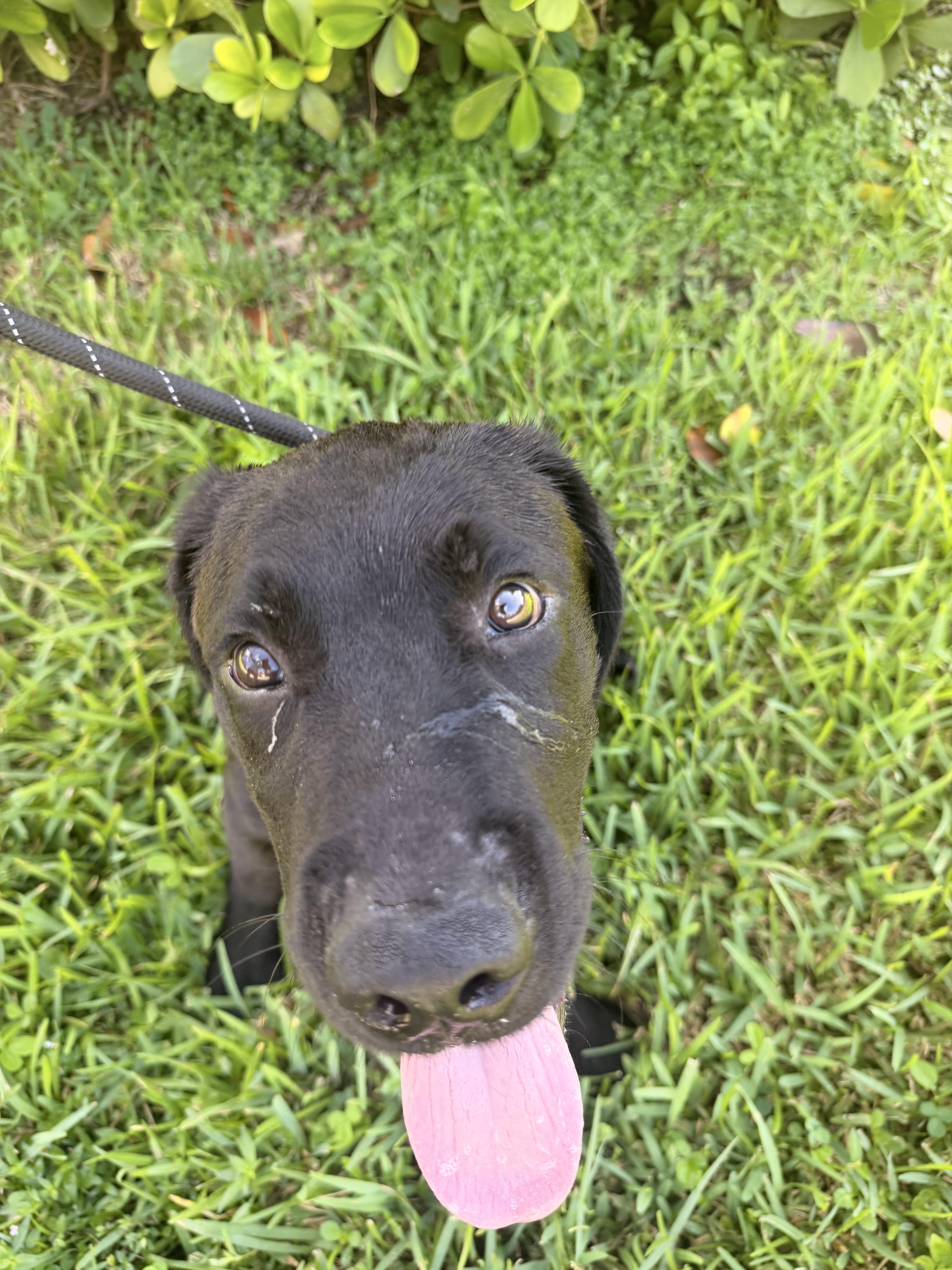 Romeo, ADOPTABLE, Puppy Male Black Labrador Retriever.