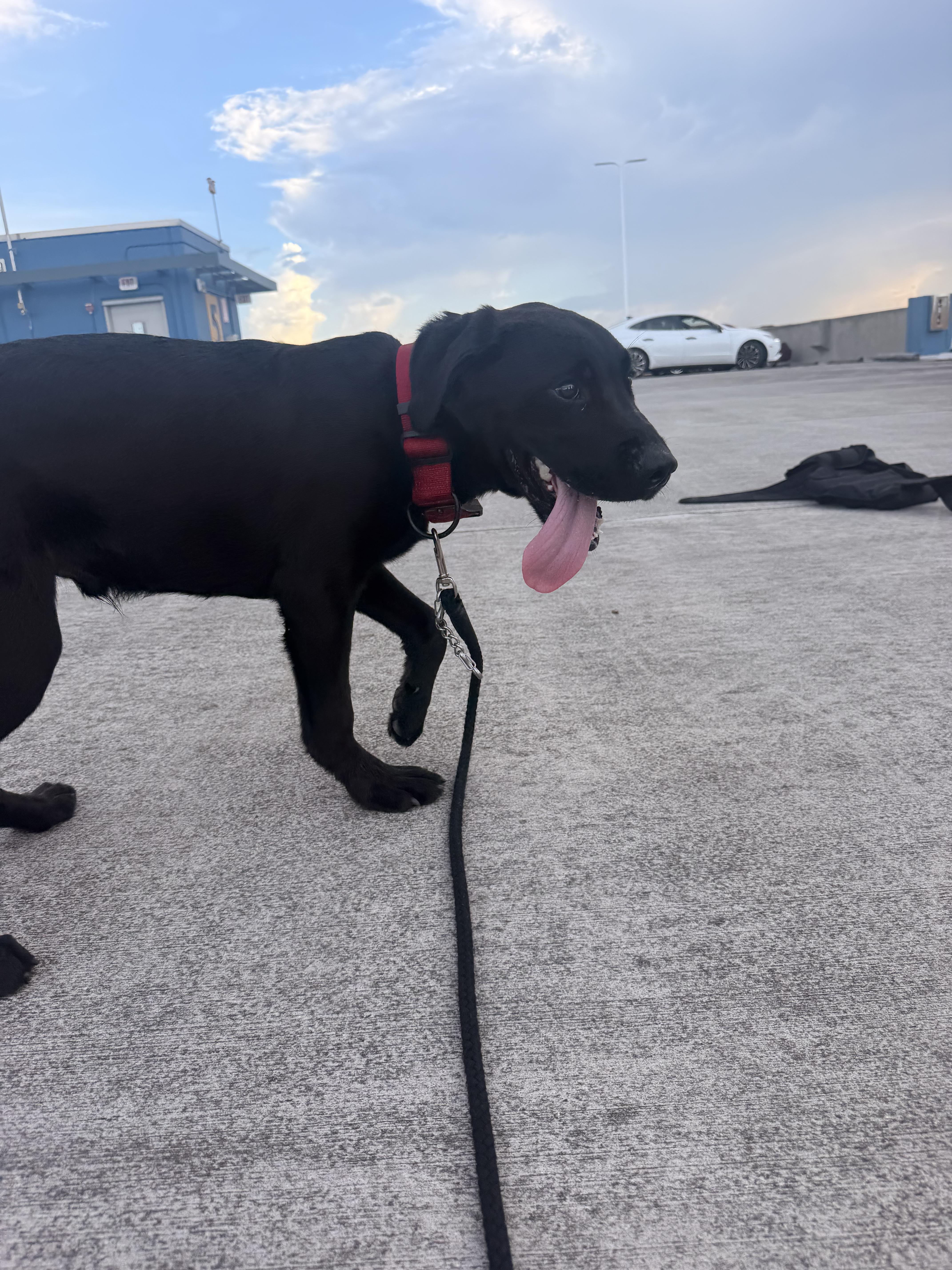 Enlarge Romeo, a ADOPTABLE Black Labrador Retriever in North Miami, FL image 6/6
