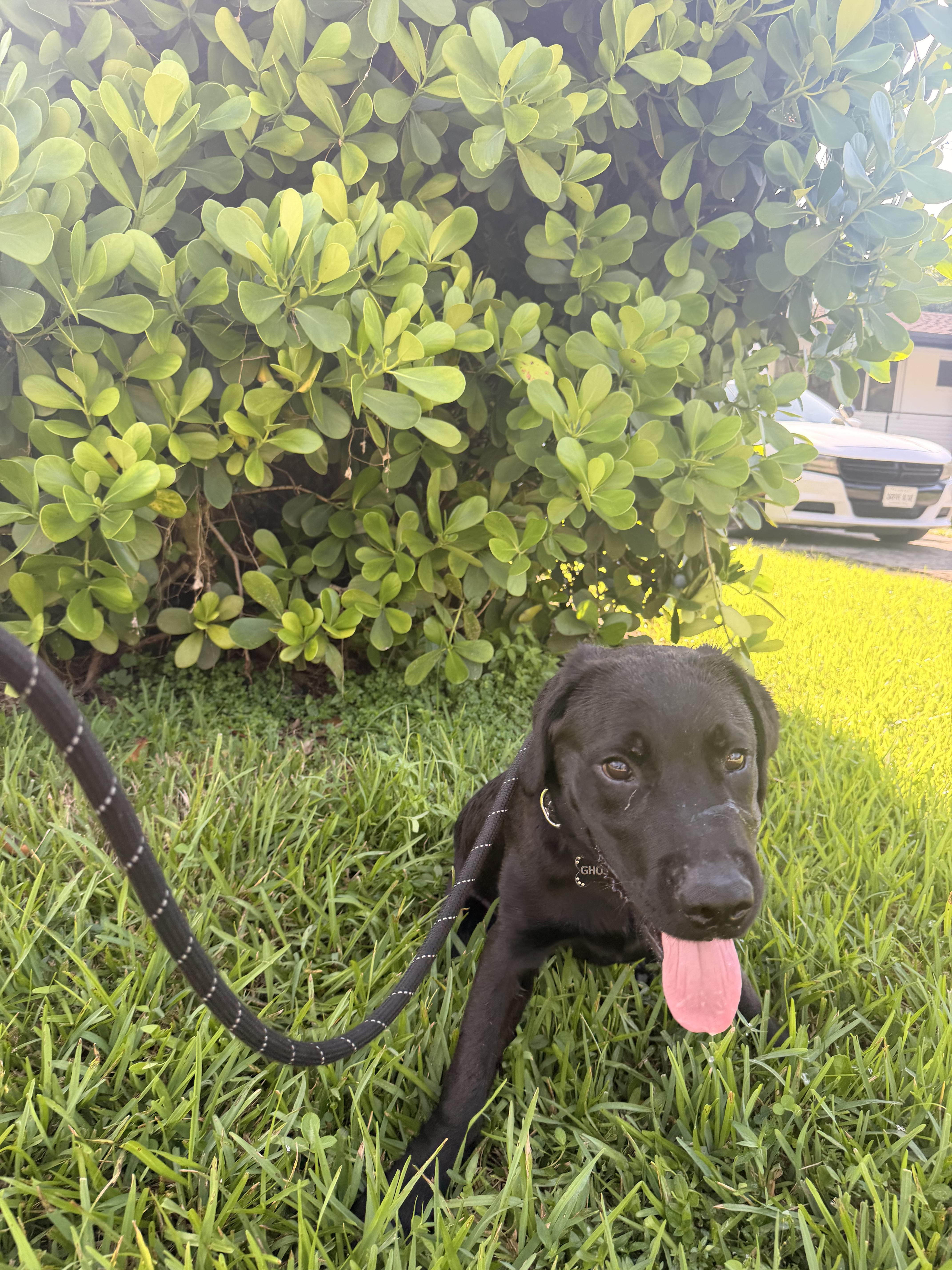 Enlarge Romeo, a ADOPTABLE Black Labrador Retriever in North Miami, FL image 3/6