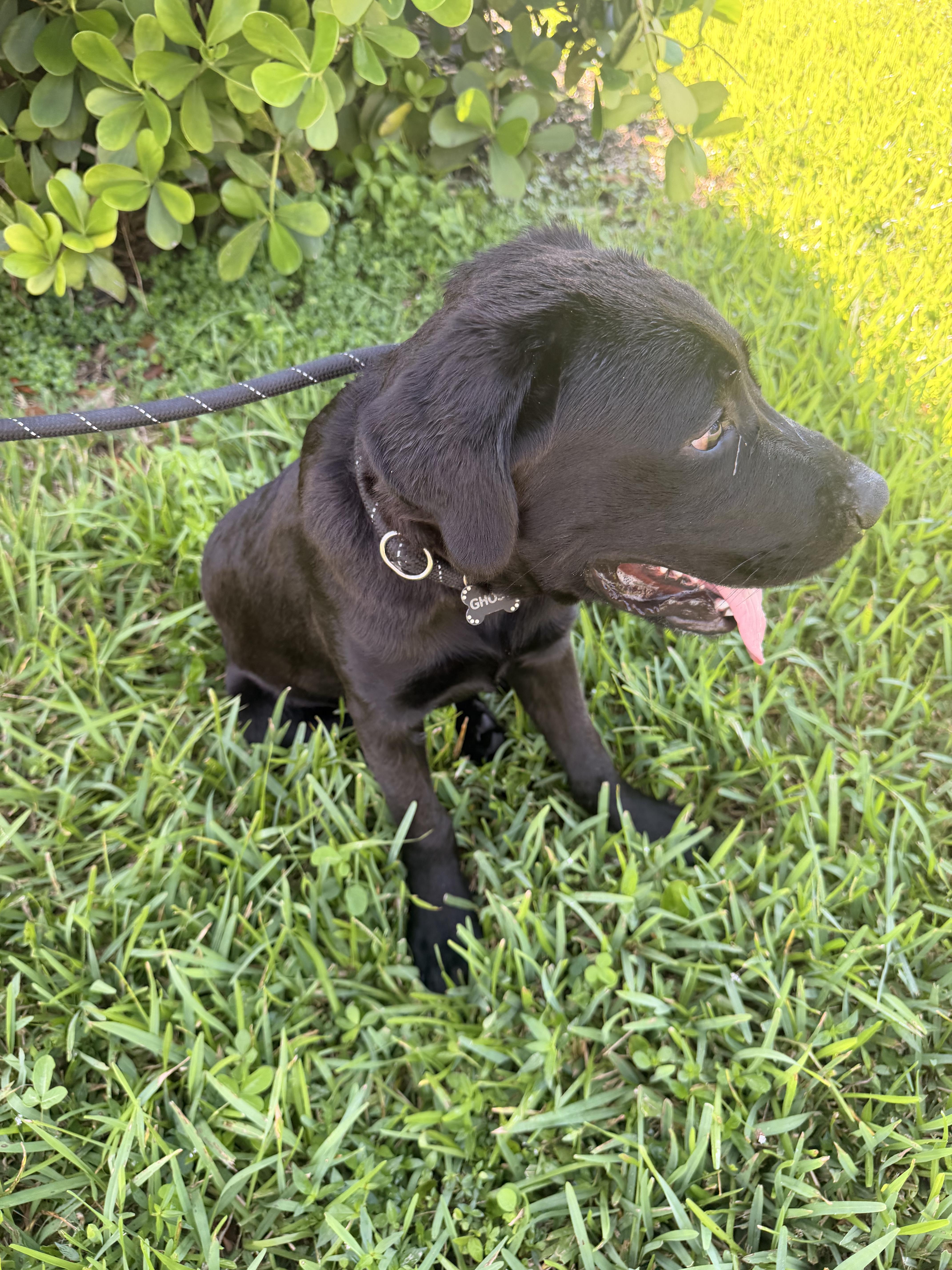 Enlarge Romeo, a ADOPTABLE Black Labrador Retriever in North Miami, FL image 4/6