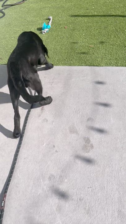 Enlarge Romeo, a ADOPTABLE Black Labrador Retriever in North Miami, FL video 1/6