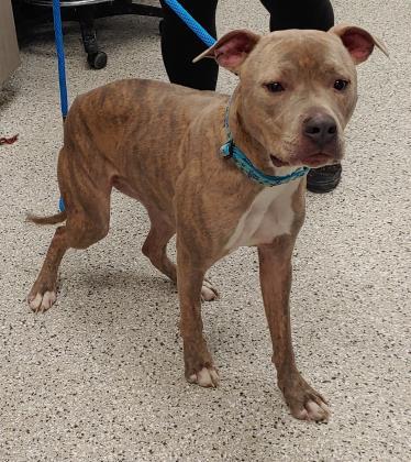 Aries, Adoptable, Young Male Pit Bull Terrier & Mixed Breed.