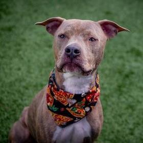 Aries, a Adoptable mixed breed in Merriam, KS image 2/3