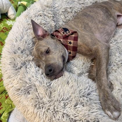 Aries, Adoptable, Young Male Pit Bull Terrier & Mixed Breed.