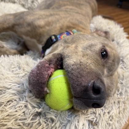 Aries, Adoptable, Young Male Pit Bull Terrier & Mixed Breed.
