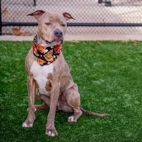 Aries, a Adoptable mixed breed in Merriam, KS image 3/3