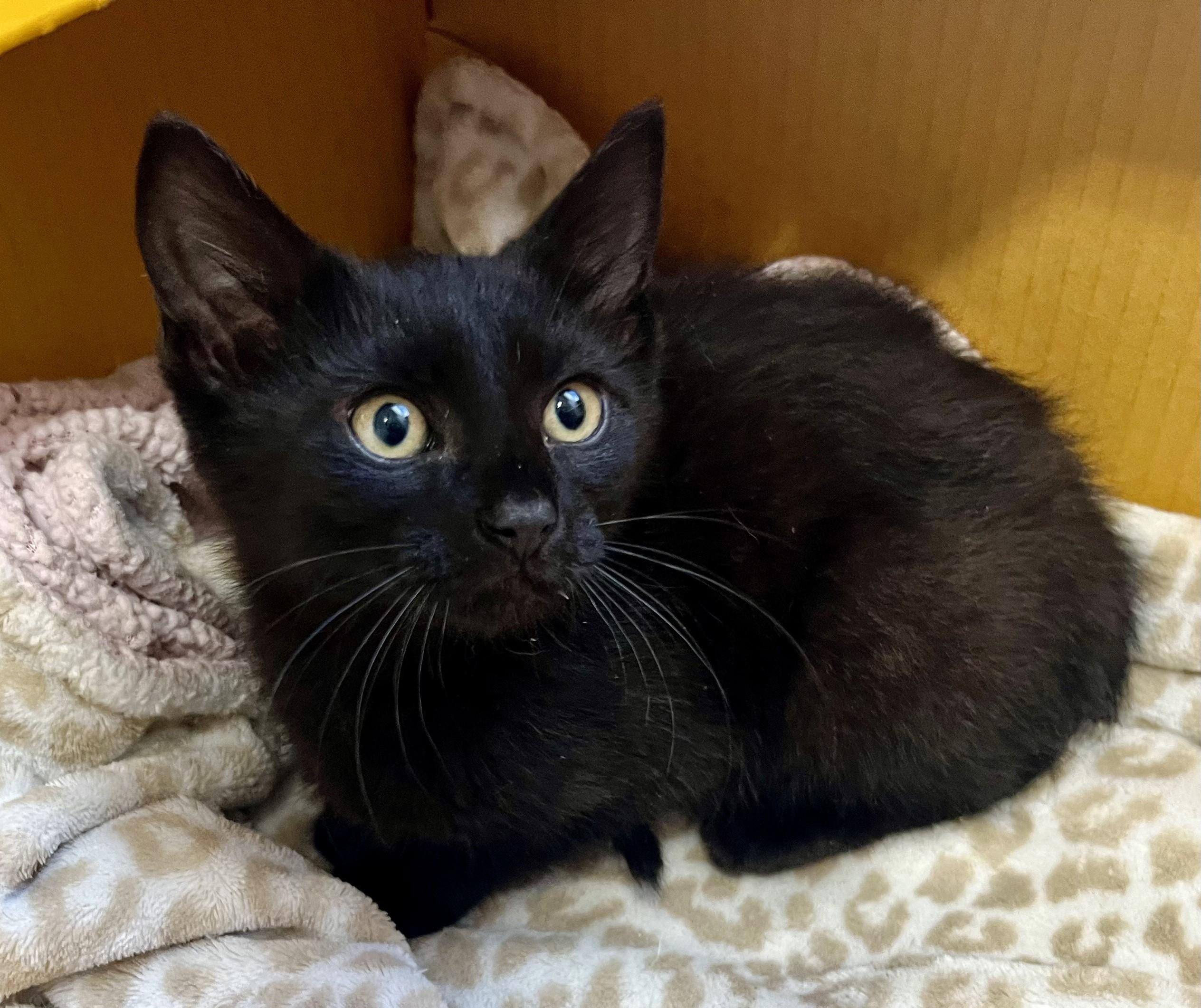 Brooklyn, adopted, Kitten Female Domestic Short Hair.