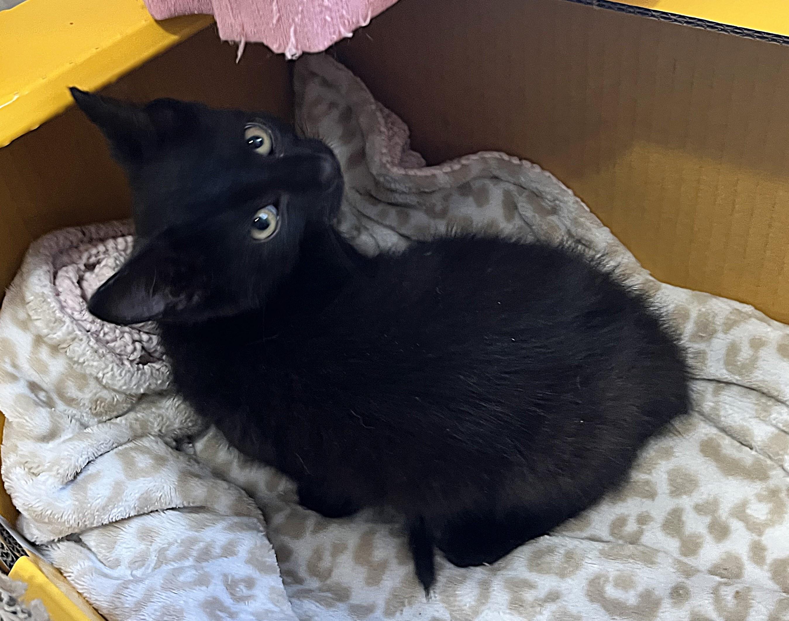 Brooklyn, an adopted mixed breed in Rocky Hill, CT image 3/3