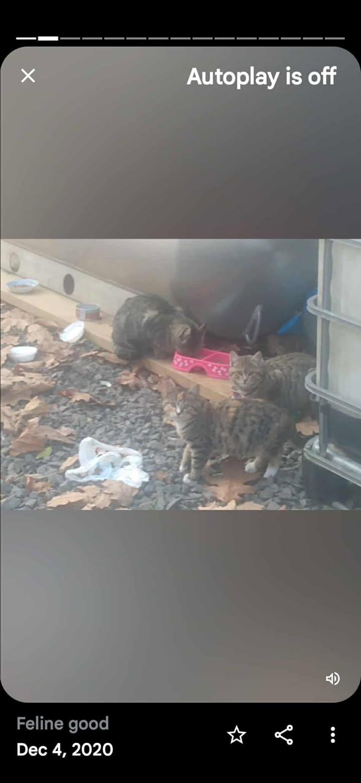 Sterling Marina PA Cat Colony, a Adoptable mixed breed in LAKE ARIEL, PA image 1/3