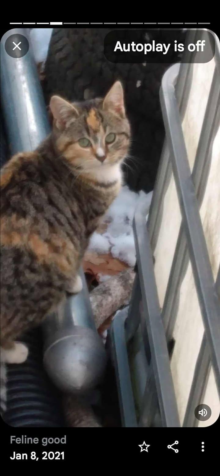 Sterling Marina PA Cat Colony, a Adoptable mixed breed in LAKE ARIEL, PA image 2/3