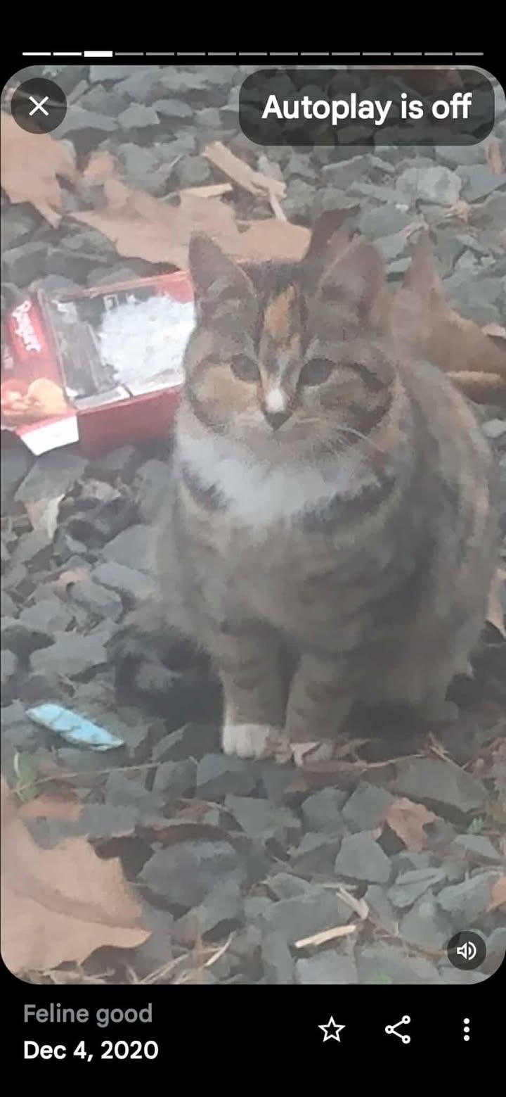 Sterling Marina Pa Cat thumbnail 3