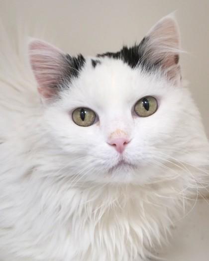 Celine Dion (in foster), Adoptable, Senior Female Domestic Medium Hair & Domestic Short Hair.