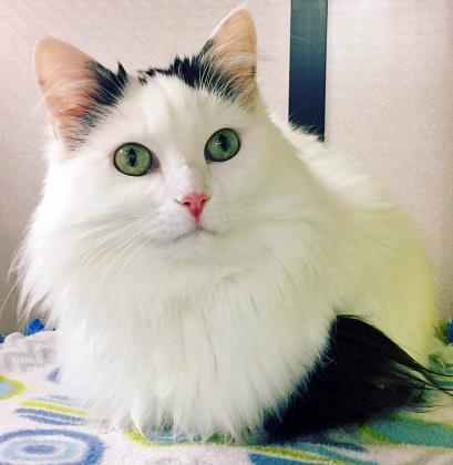 Enlarge Celine Dion (in foster), a Adoptable mixed breed in Fishers, IN image 2/3