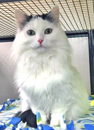 Enlarge Celine Dion (in foster), a Adoptable mixed breed in Fishers, IN image 3/3