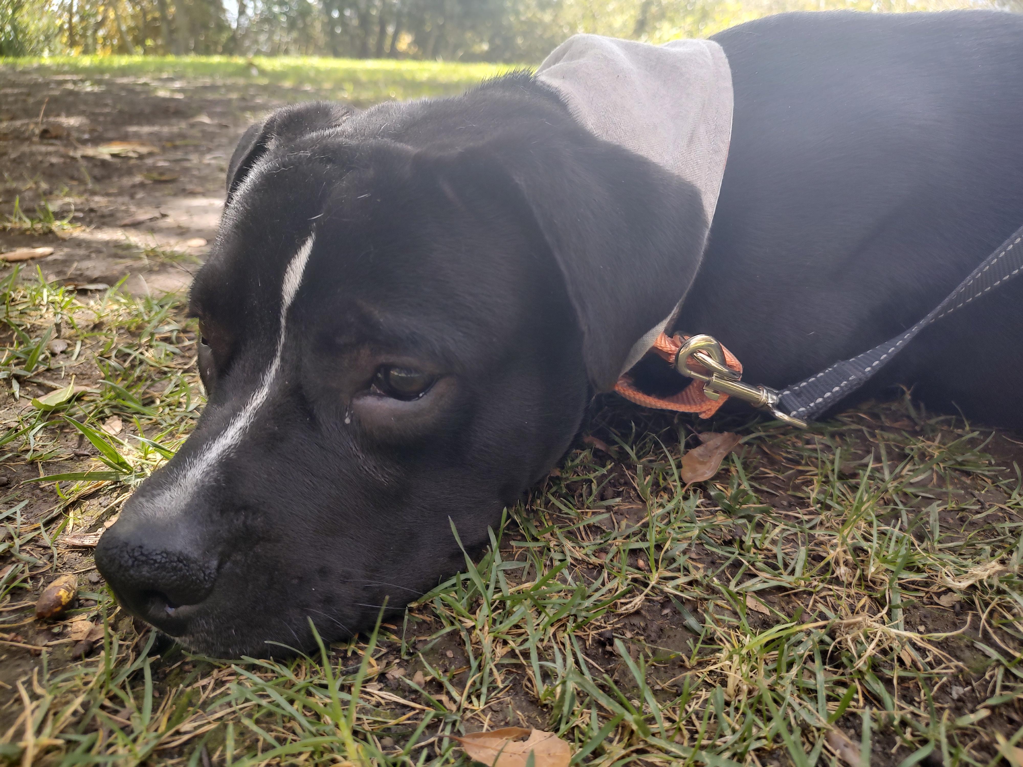 Enlarge Blackie, a Adoptable mixed breed in Burbank, CA image 4/6