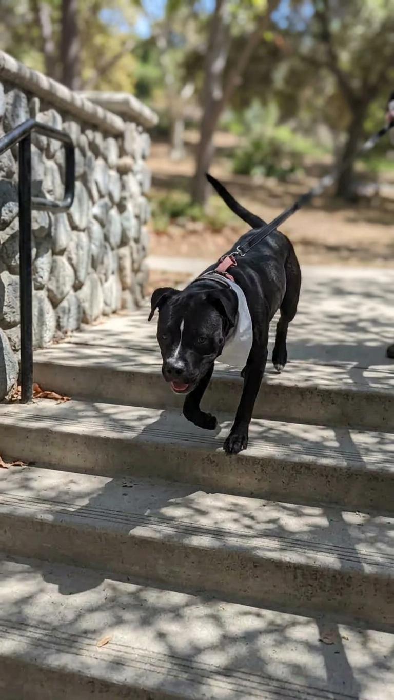 Enlarge Blackie, a Adoptable mixed breed in Burbank, CA image 2/6