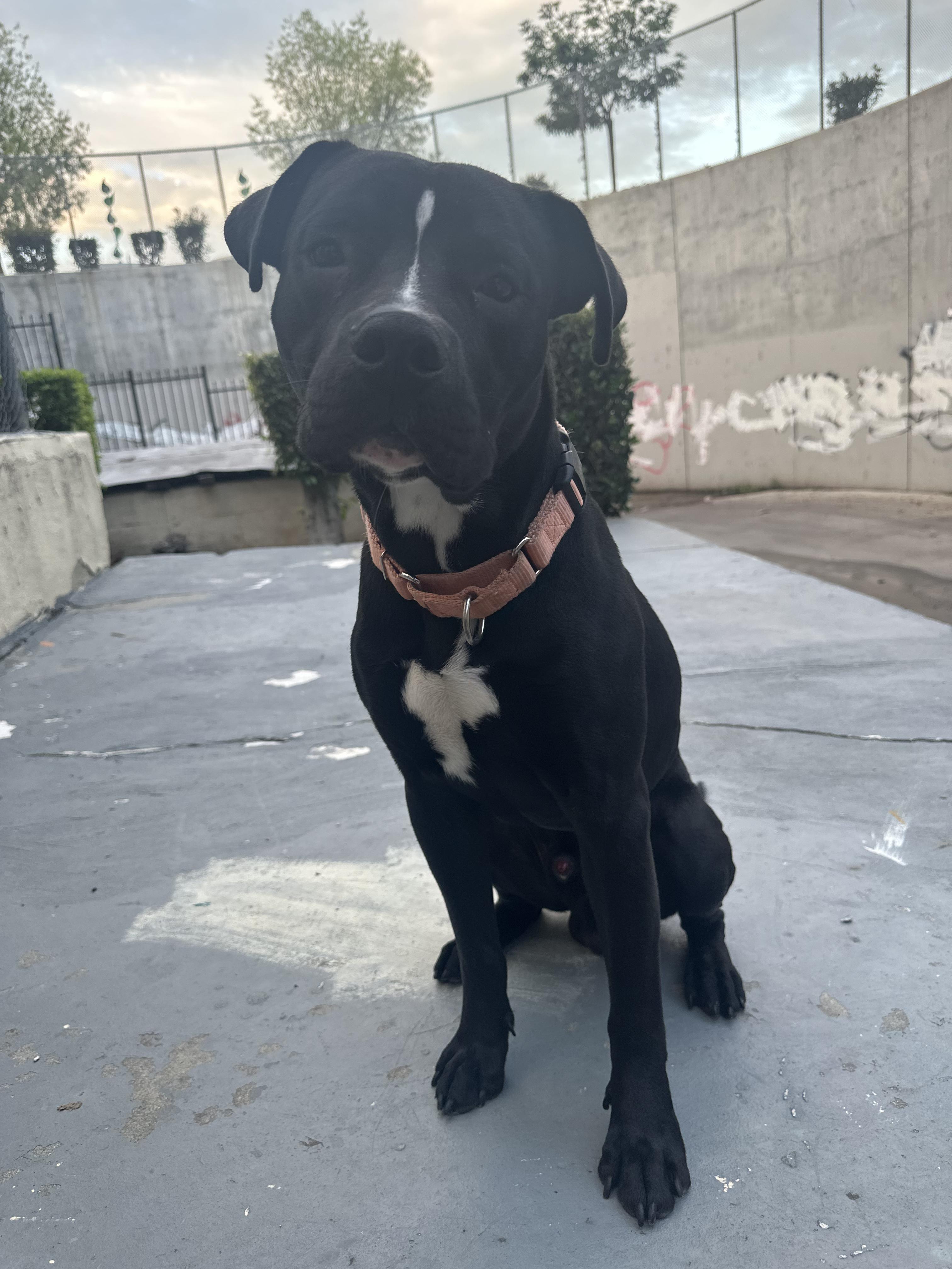 Enlarge Blackie, a Adoptable mixed breed in Burbank, CA image 5/6