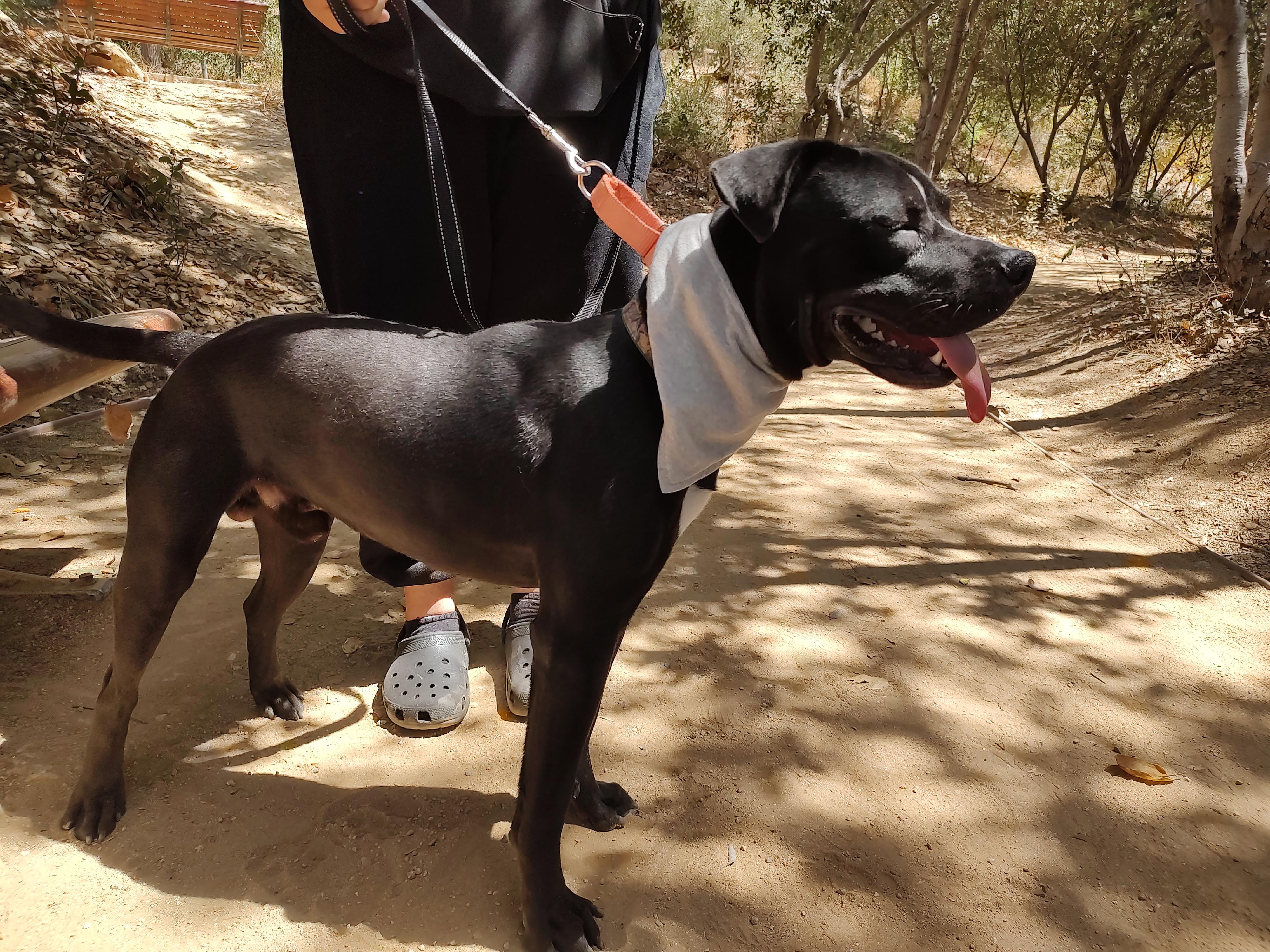 Enlarge Blackie, a Adoptable mixed breed in Burbank, CA image 3/6