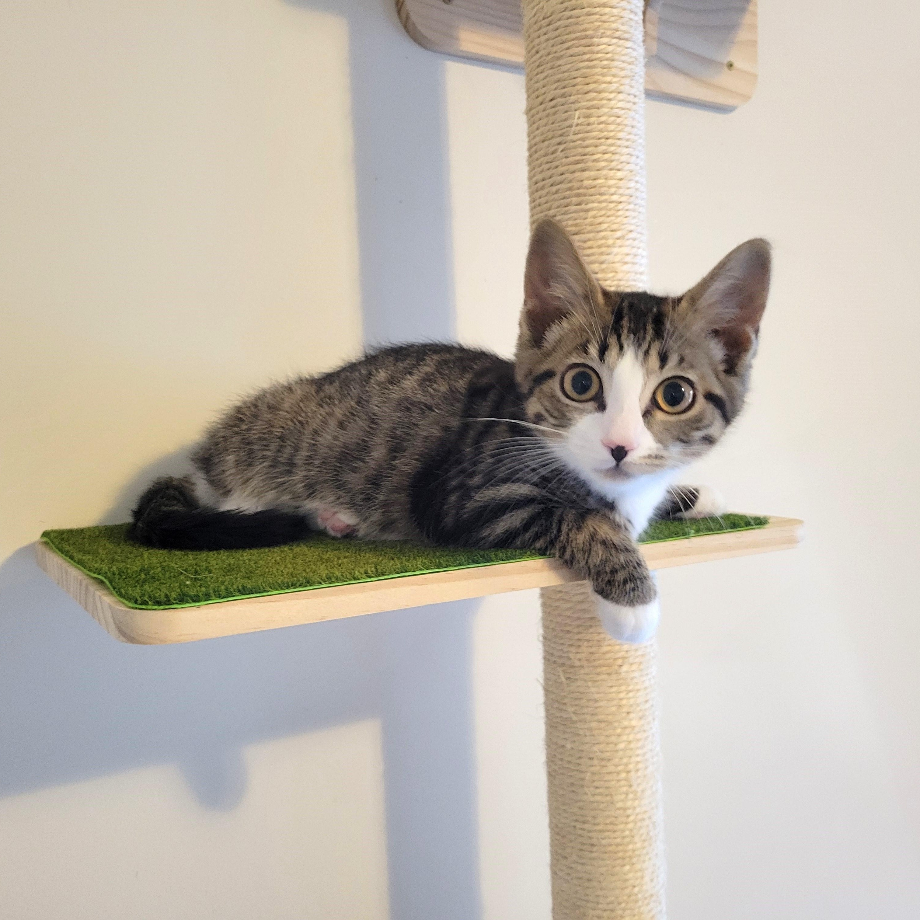 Enlarge Waddles, an adoptable Domestic Short Hair in Apex, NC image 3/6