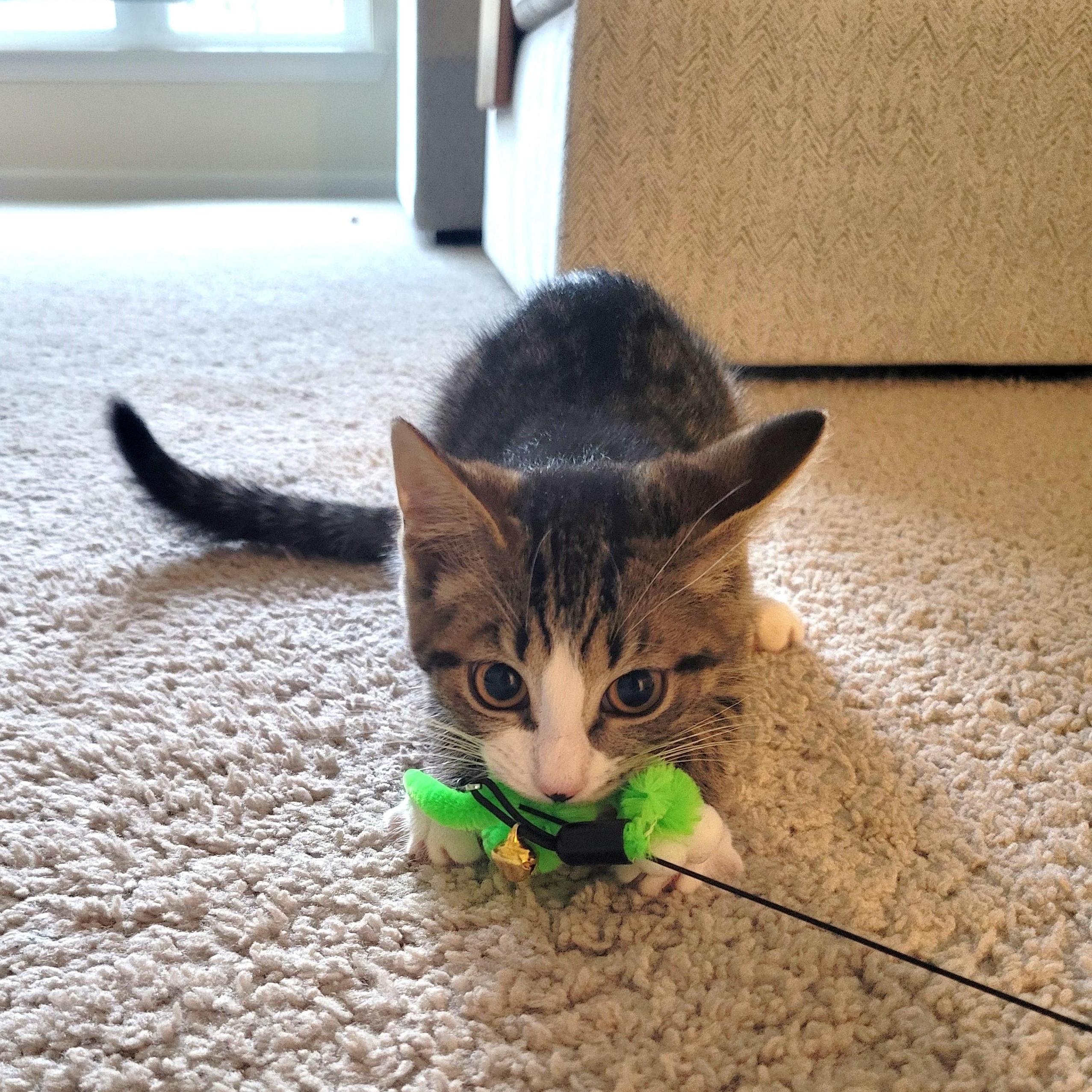 Enlarge Waddles, an adoptable Domestic Short Hair in Apex, NC image 6/6