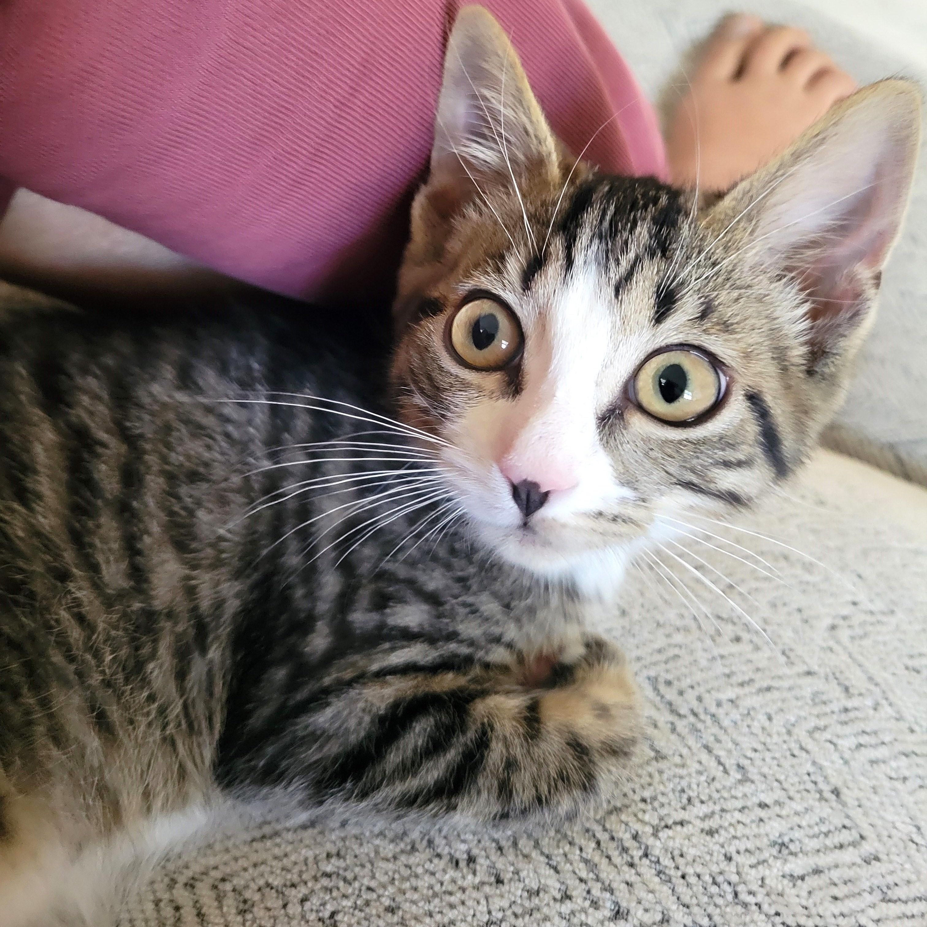 Enlarge Waddles, an adoptable Domestic Short Hair in Apex, NC image 5/6