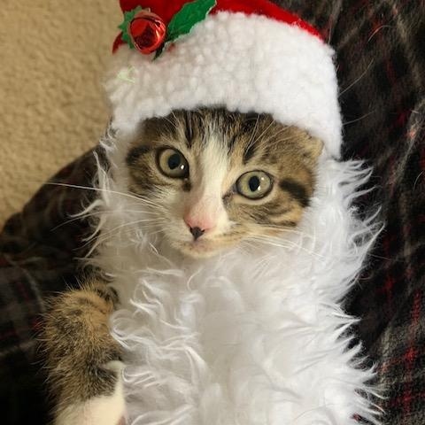 Enlarge Waddles, an adoptable Domestic Short Hair in Apex, NC image 4/6