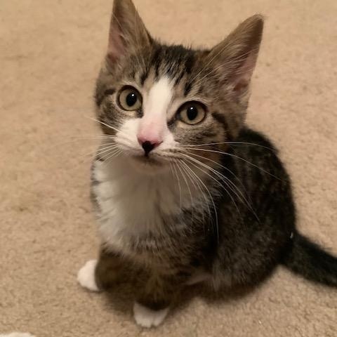 Enlarge Waddles, an adoptable Domestic Short Hair in Apex, NC image 2/6