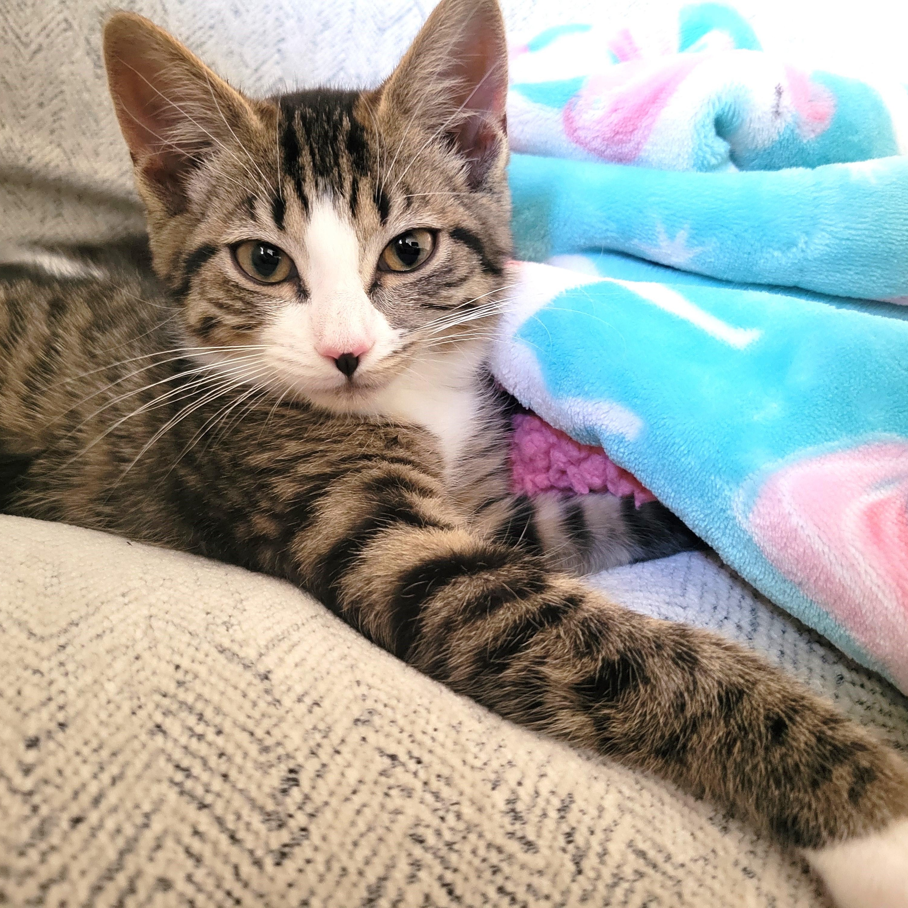 Enlarge Waddles, an adoptable Domestic Short Hair in Apex, NC image 1/6