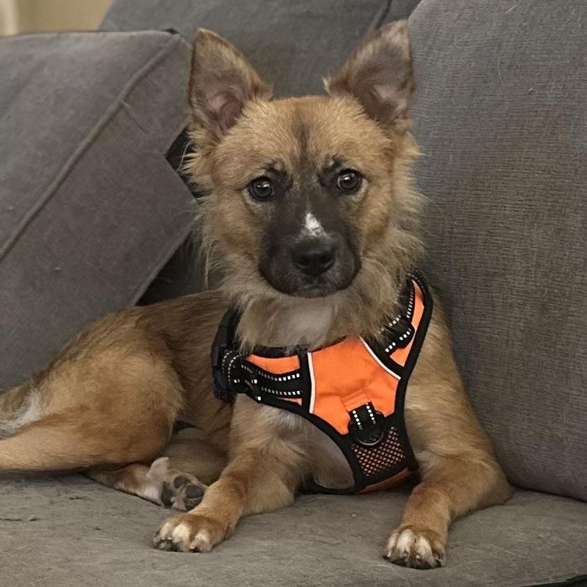 Enlarge Fifi, an adopted mixed breed in Tacoma, WA image 1/6