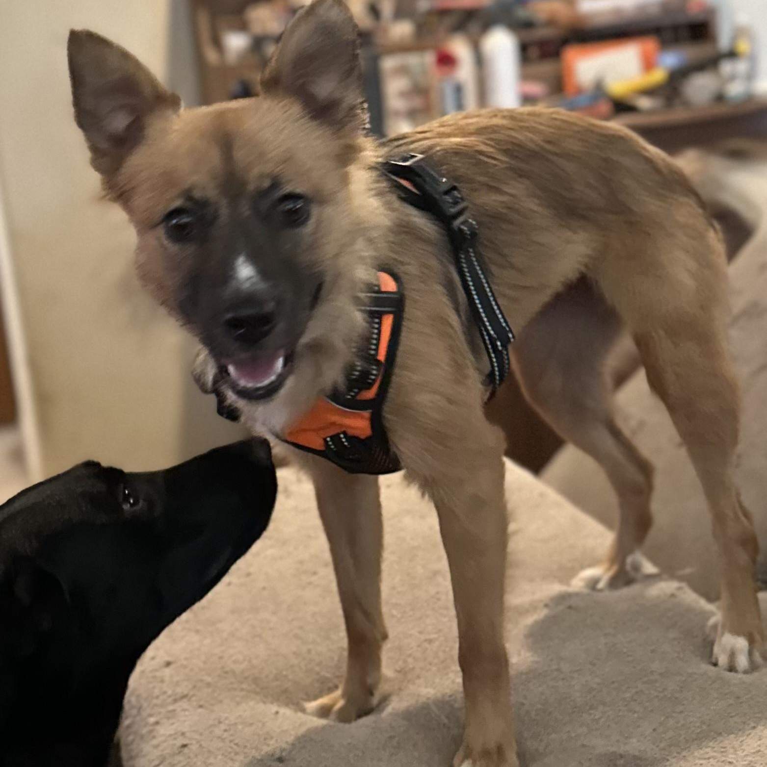 Enlarge Fifi, an adopted mixed breed in Tacoma, WA image 2/6