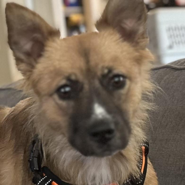 Enlarge Fifi, an adopted mixed breed in Tacoma, WA image 3/6