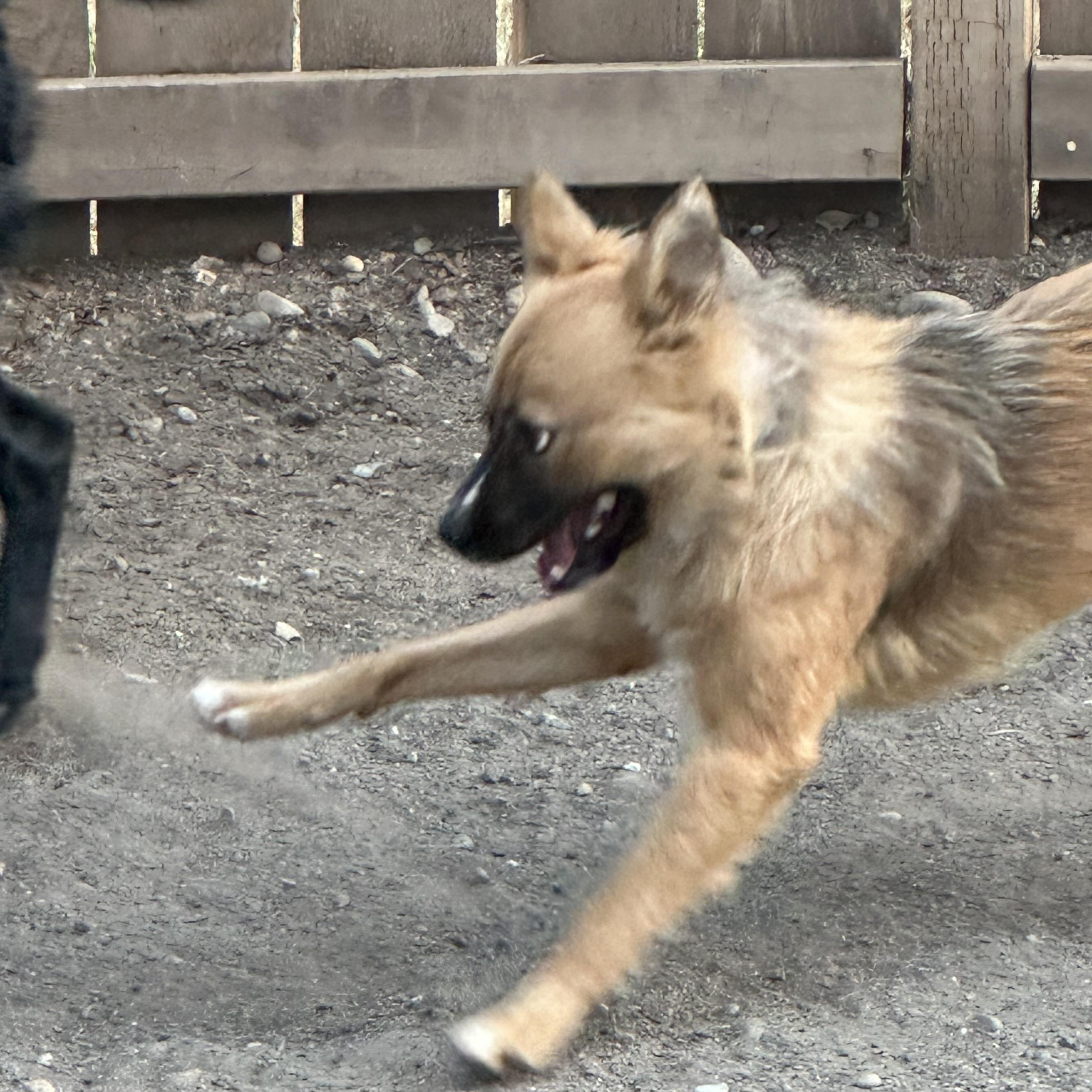 Enlarge Fifi, an adopted mixed breed in Tacoma, WA image 4/6